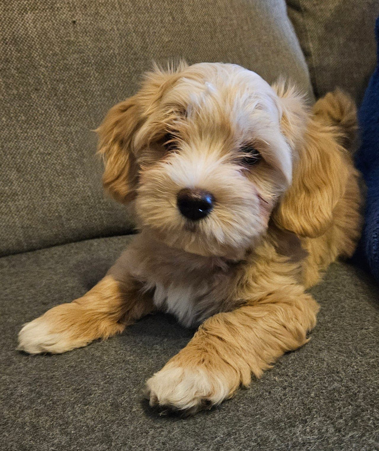 Bichon Havanais (tispe tilgjengelig )