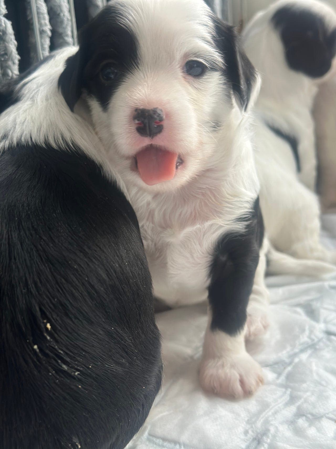 Chinese crested valper