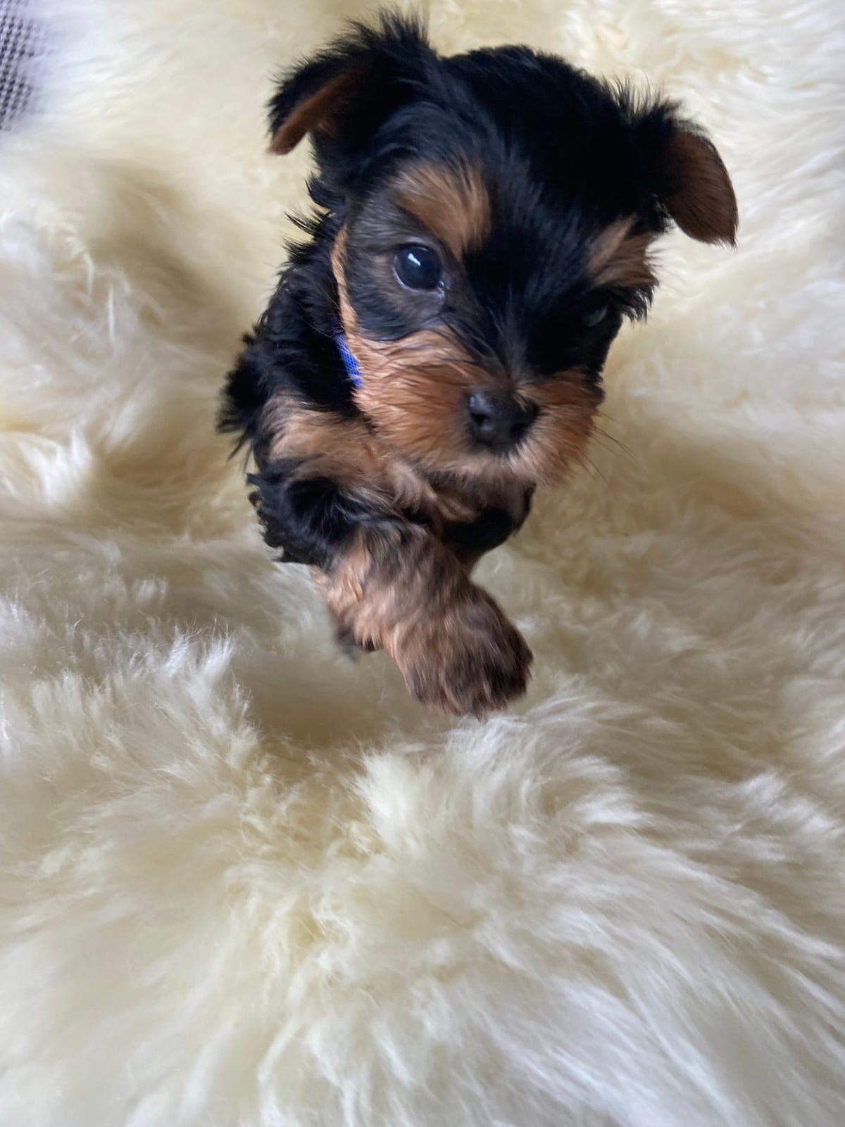 Renrasede Yorkshire terrier