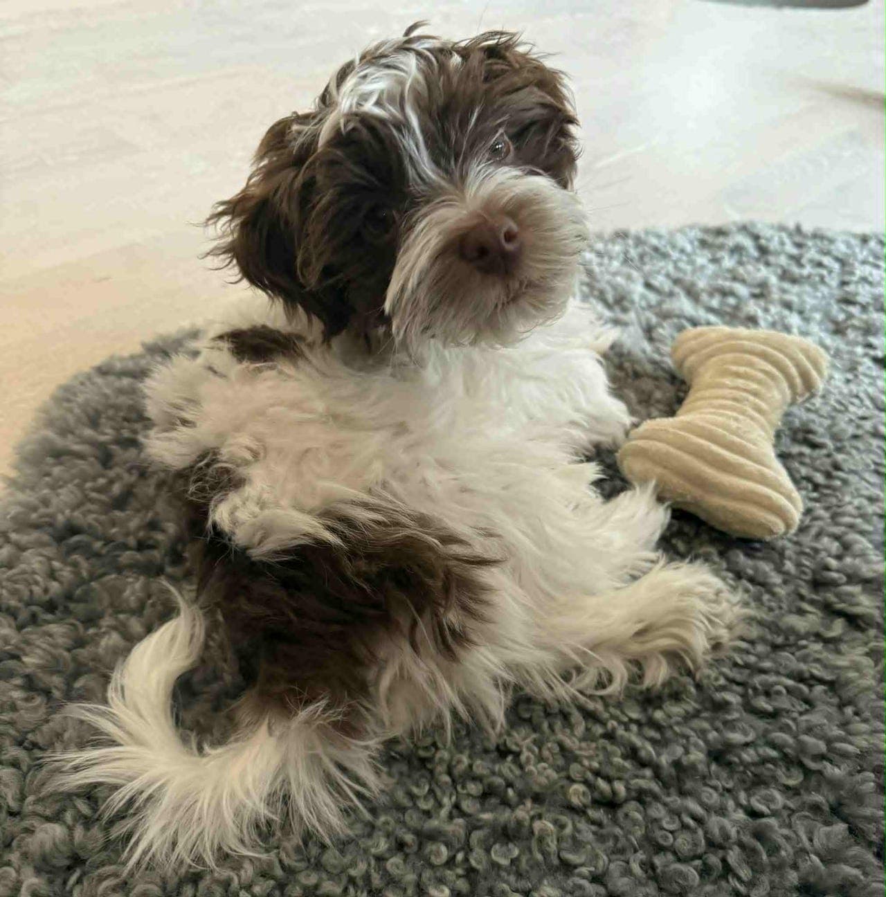 Bichon Havanais-hann søker et hjem for hele sitt liv