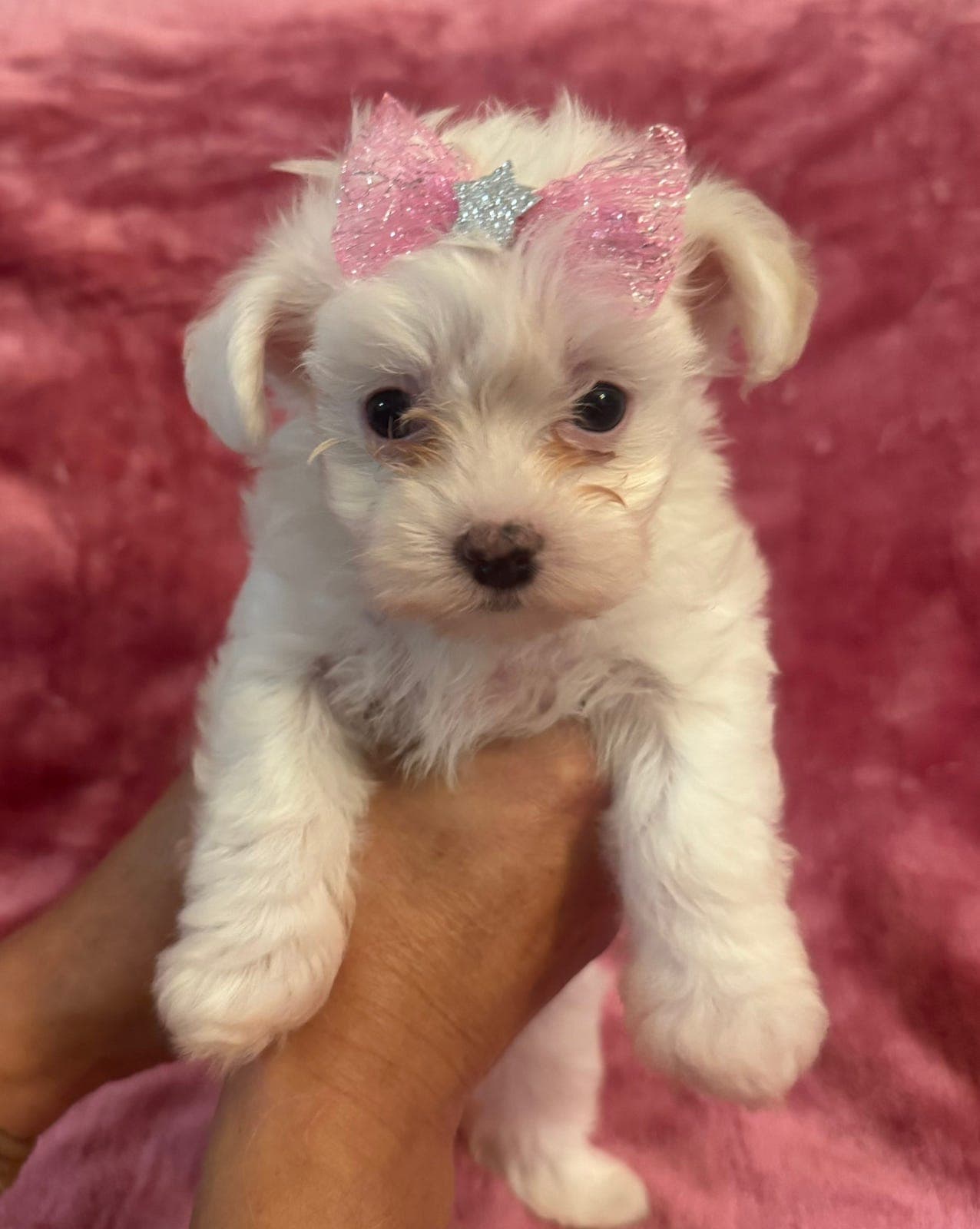 To nydelige maltese valper søker nytt hjem