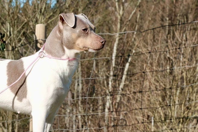 Terrier Brasileiro valper ventes medio november NKK reg
