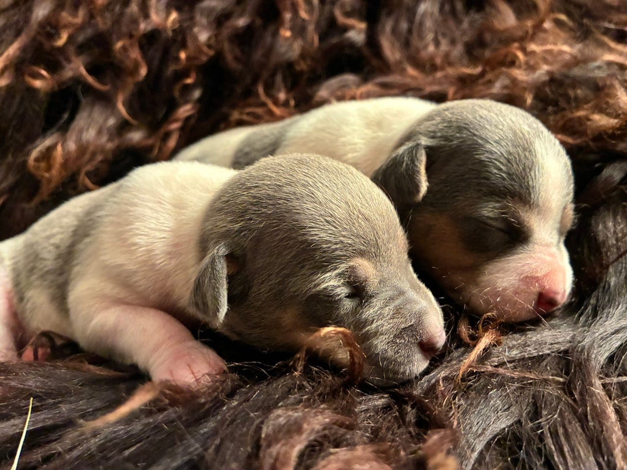 Terrier Brasileiro valper  NKK reg
