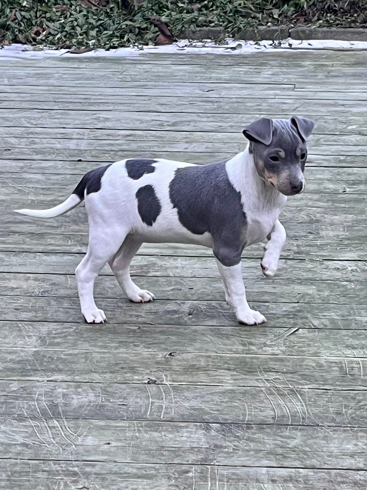 Terrier Brasileiro tispe valp NKK reg leveringsklar