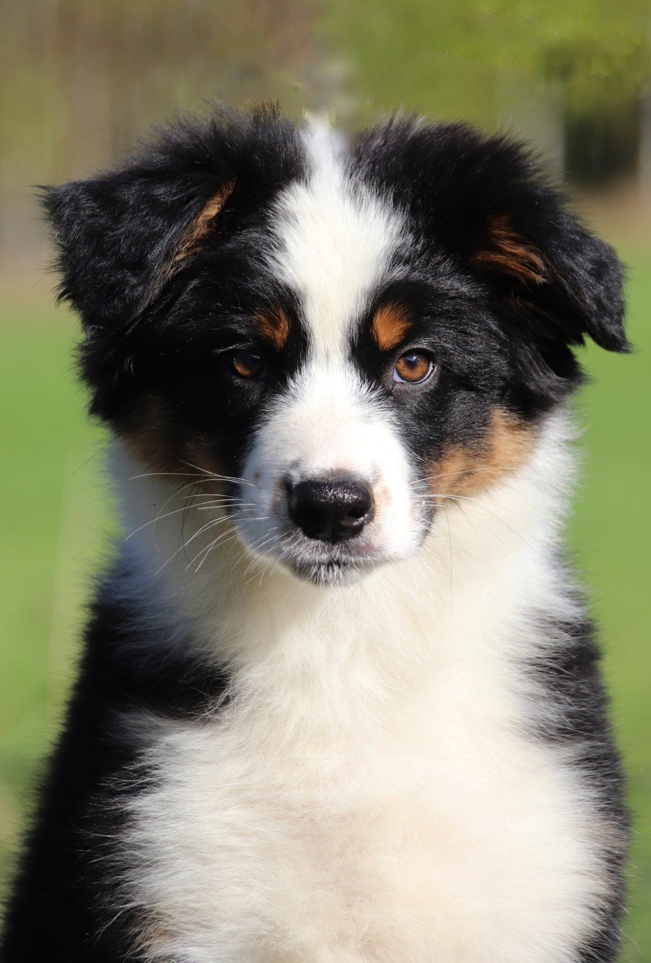 Australian Shepherd hannvalp