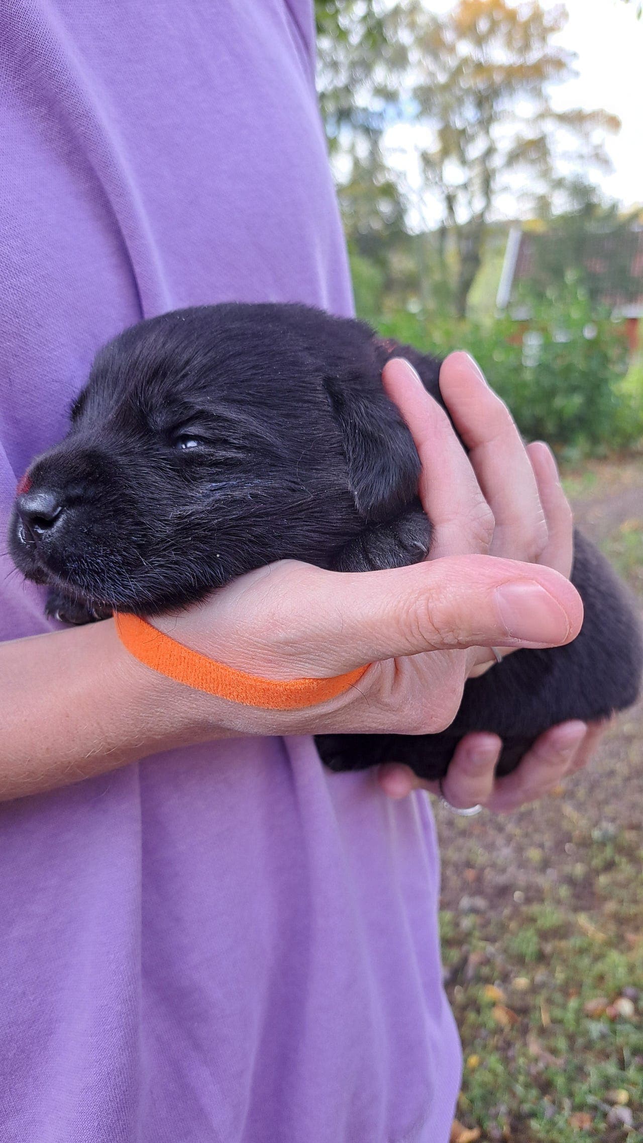 NKK-Labrador valper.