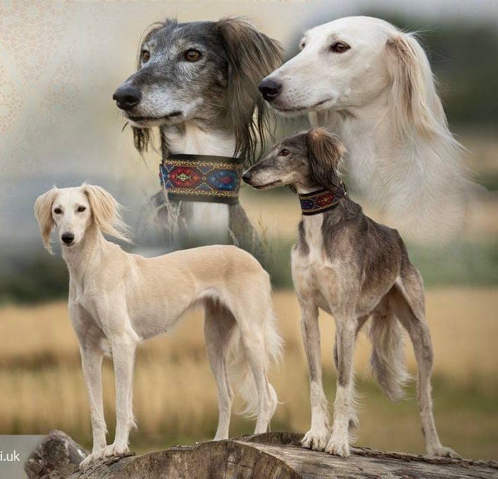 Saluki valper - Persisk mynde