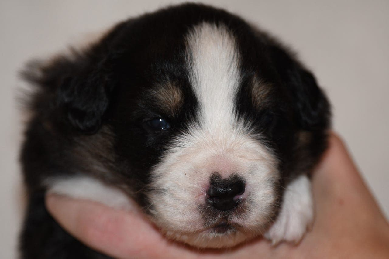 Australian shepherd gutt søker sitt eget hjem