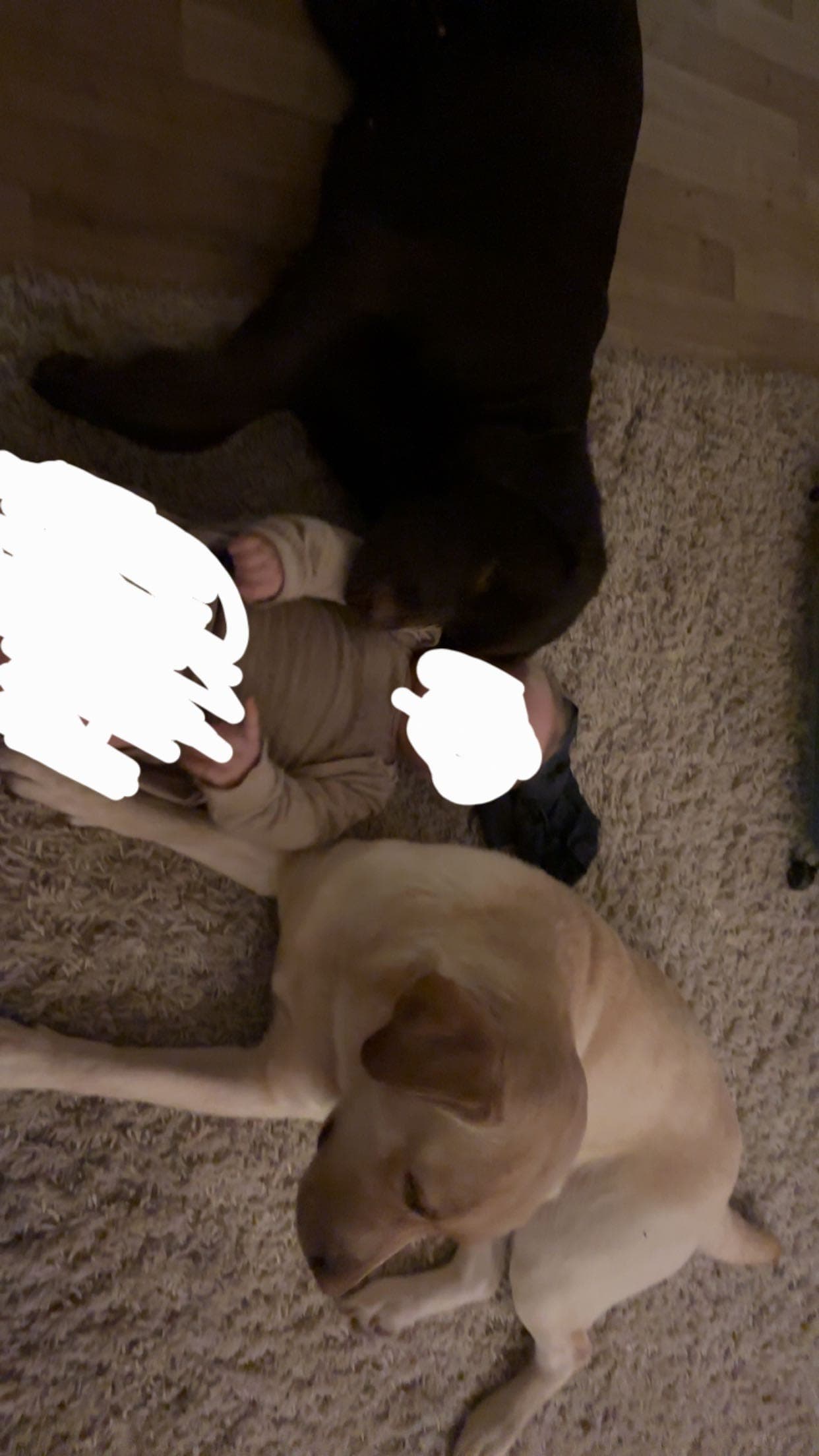 Labrador søker avlastingshjem