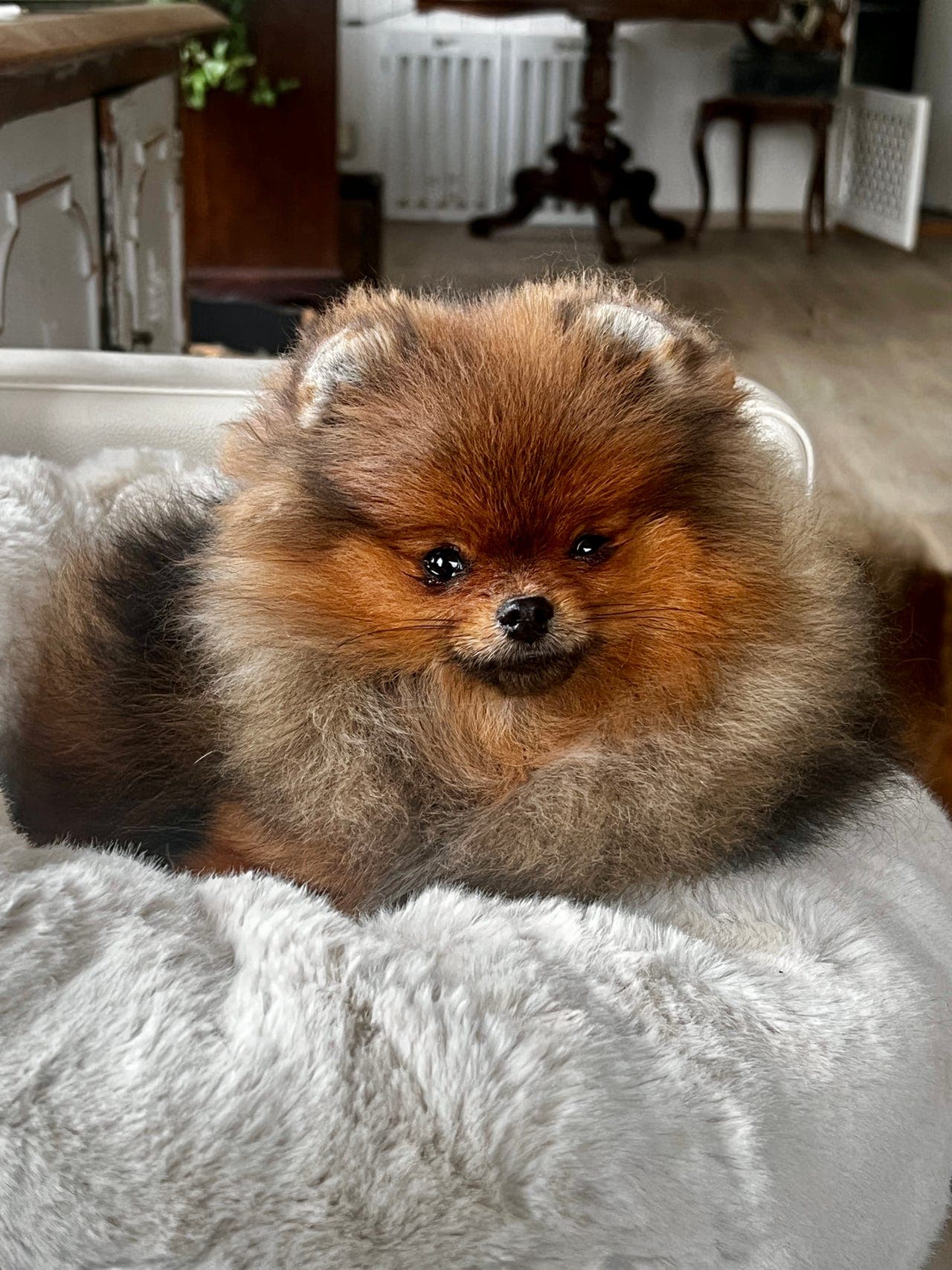 Nydelig pomeranian tispe på 9 mnd ♥️