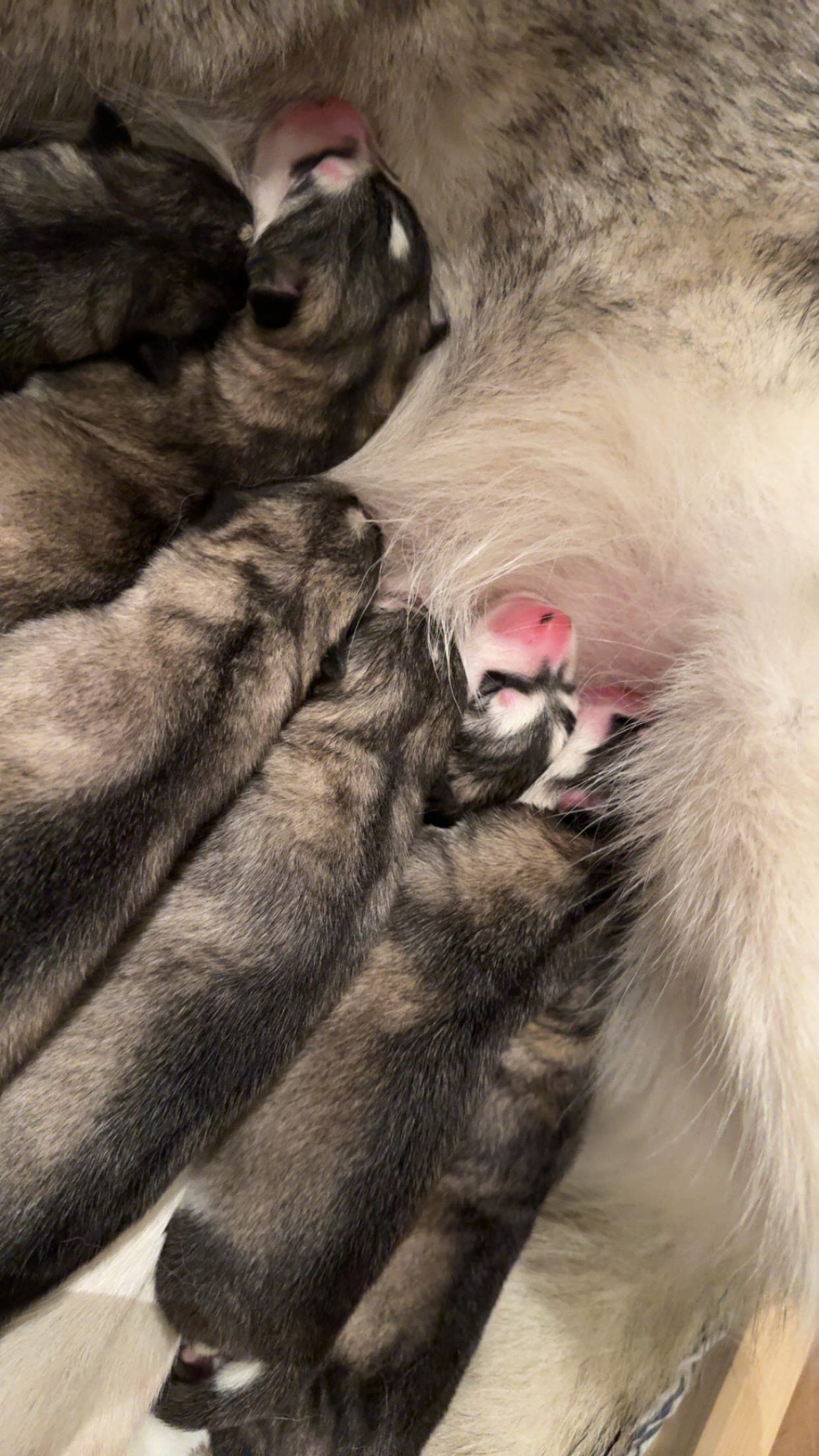 Alaskan malamute-valper leveringklare i midten av desember 🎄🤶🏻