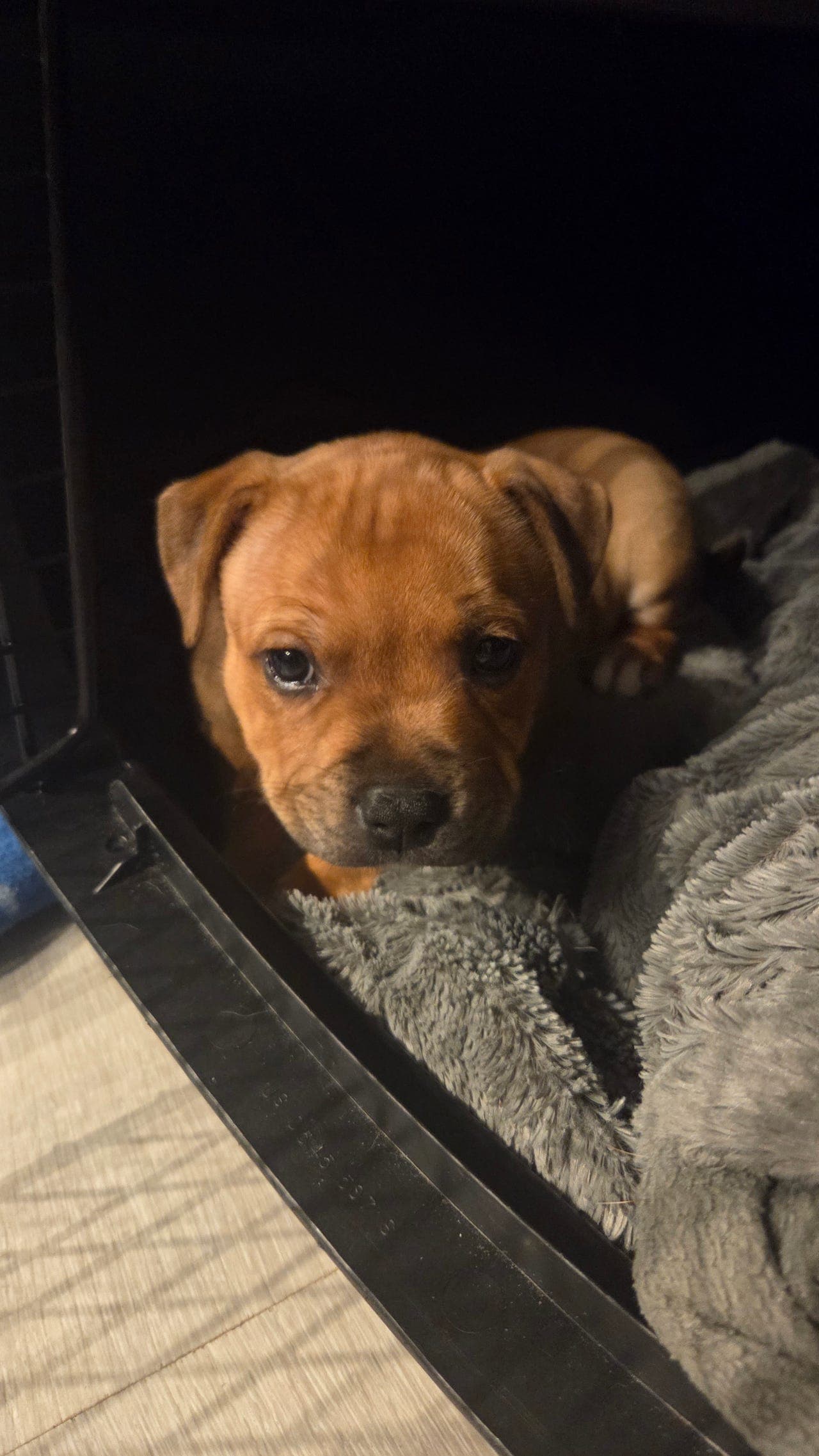 Staffordshire bull terrier valper
