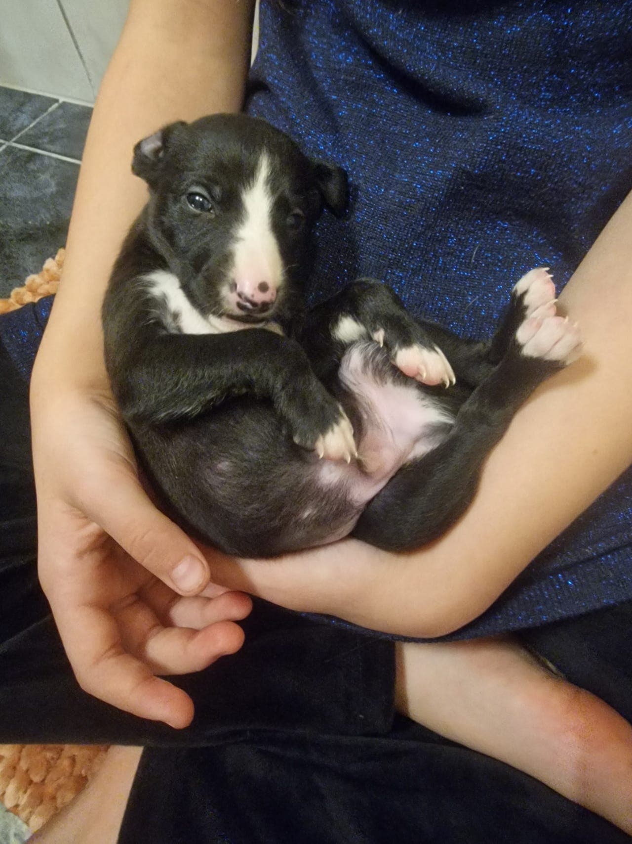 Whippetvalper