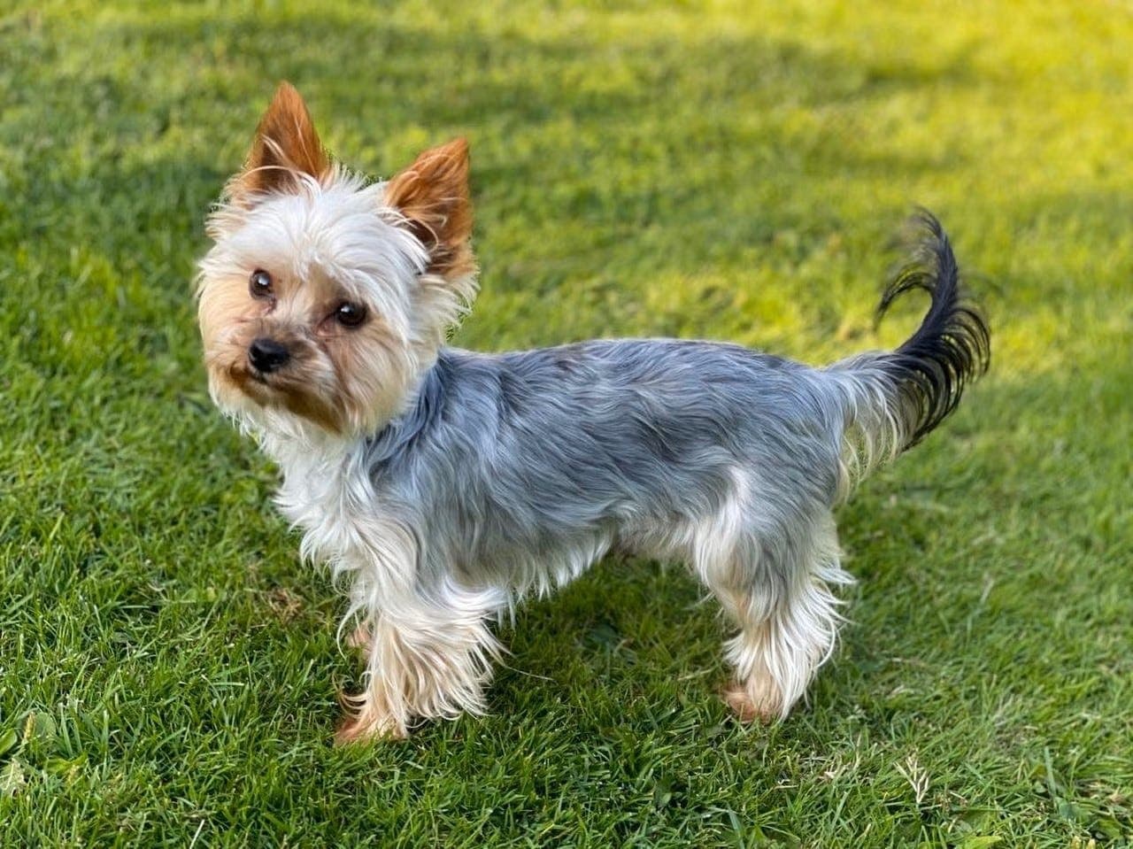 3 nydelige Yorkshire terrier valper selges