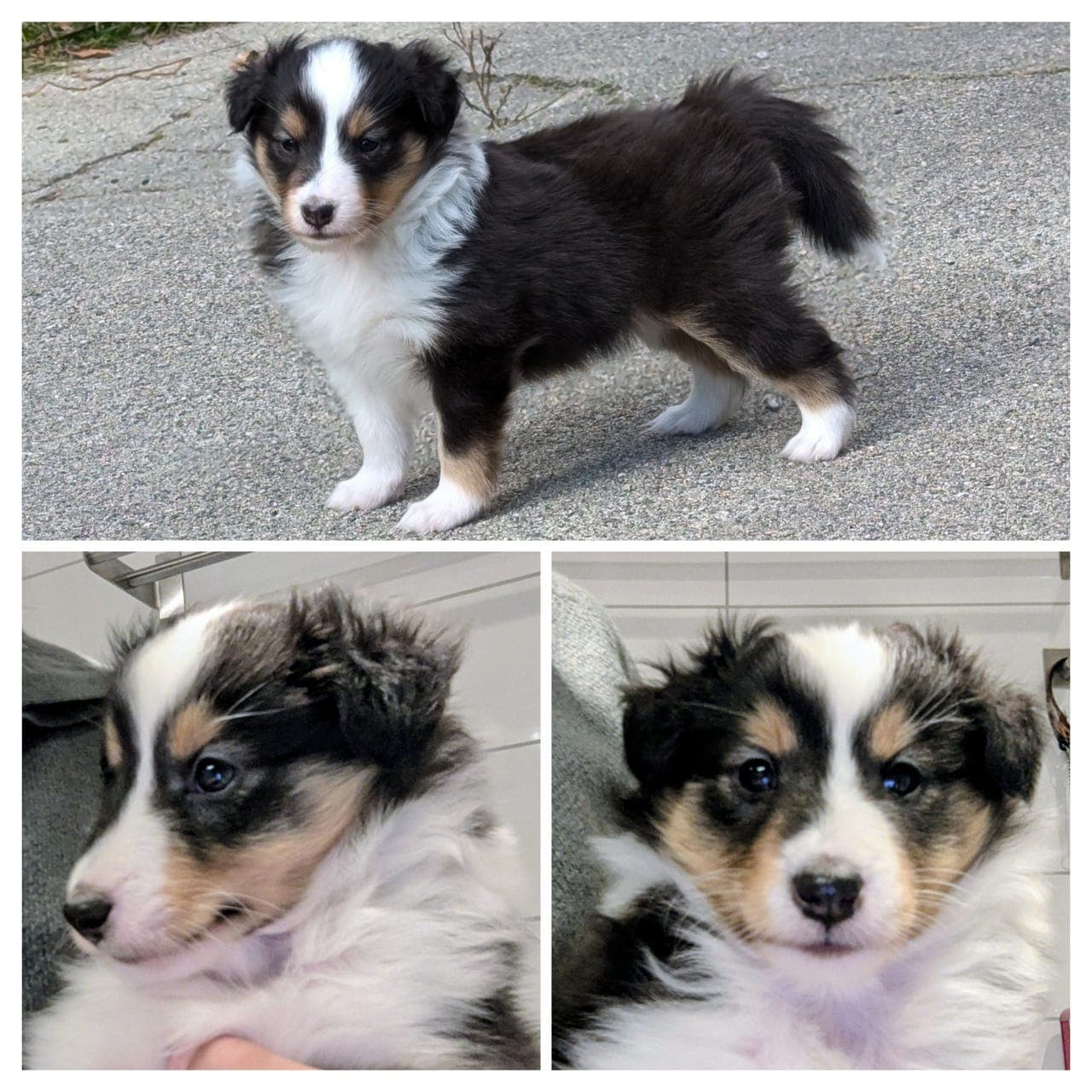 Shetland Sheepdog valper til salgs