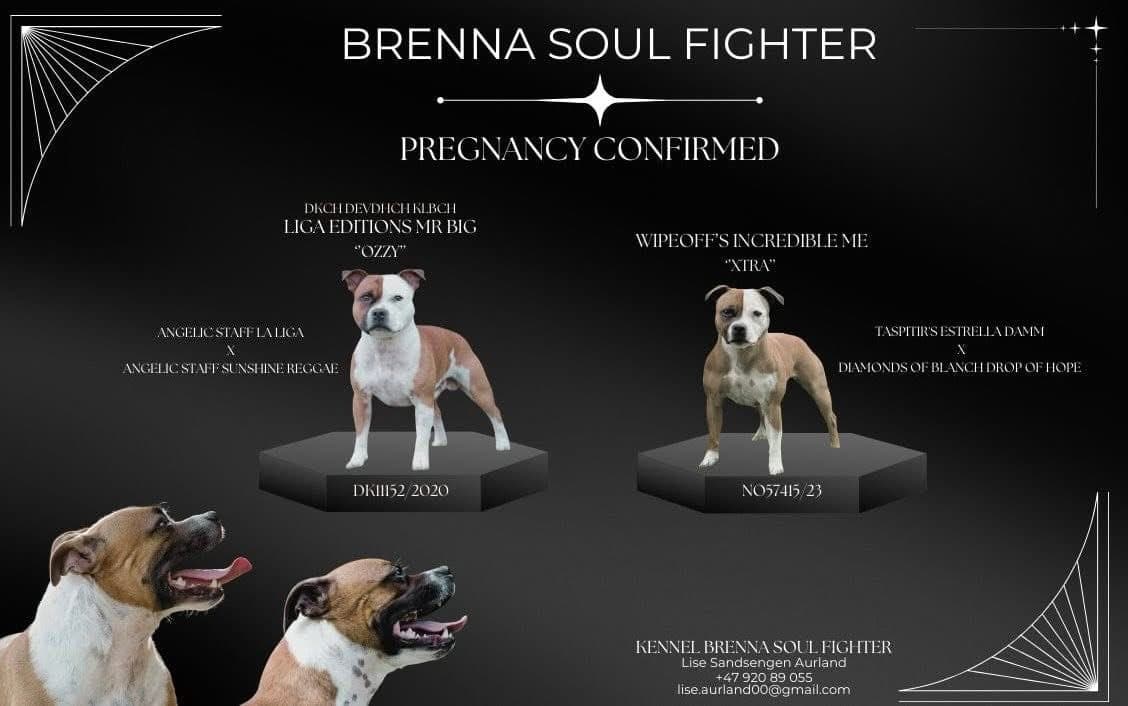 Staffordshire Bull Terrier valper ventes i Oktober 2025