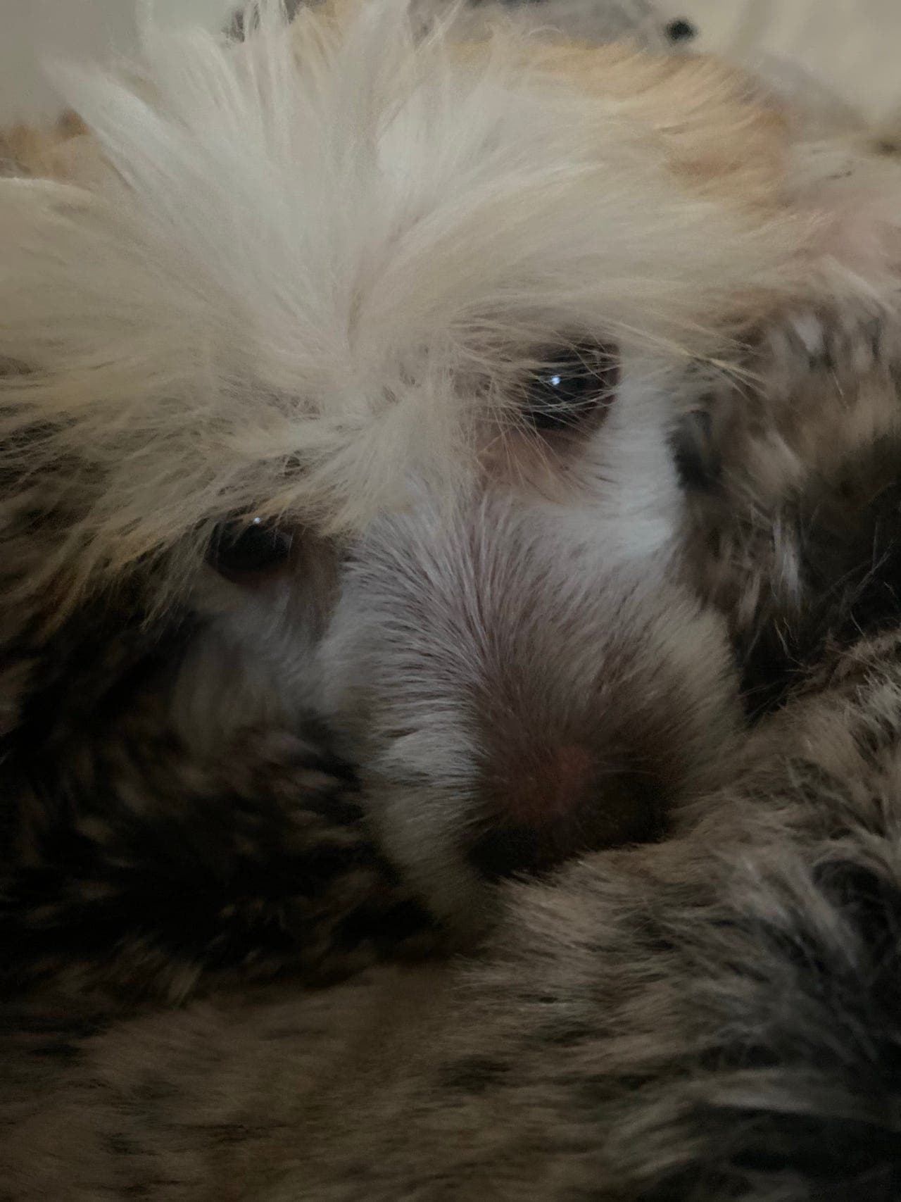 Chinese crested gutt