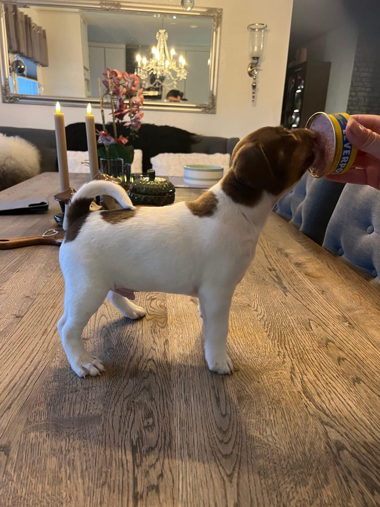 Dansk Svensk Gårdshund valper selges
