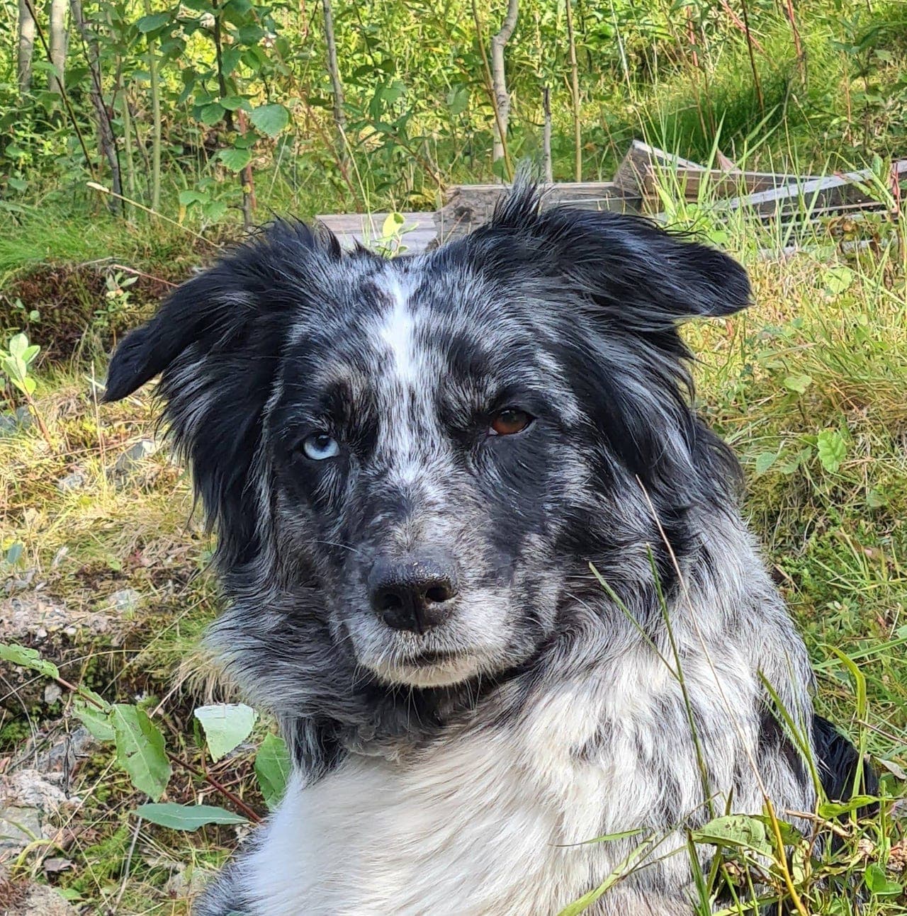 Voksen Australian Shepherd søker nytt hjem