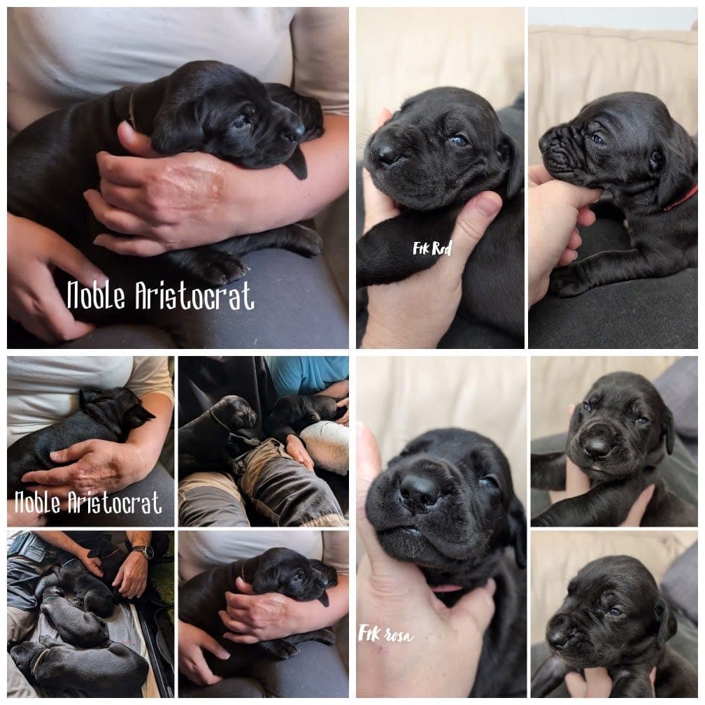 🧡💛💫⭐ Grand Danois valper