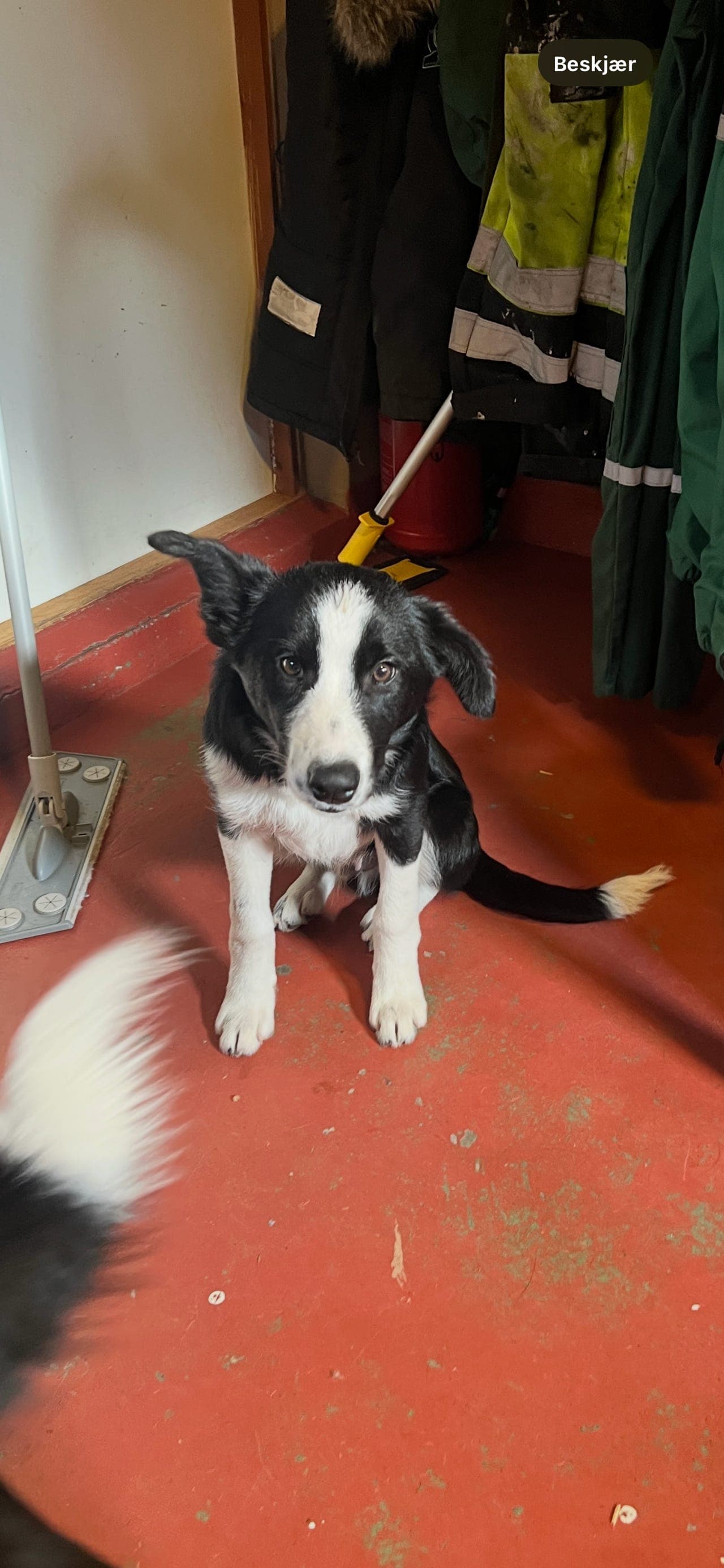 Søte valper til salgs- KUN VALP NR 2 IGJEN