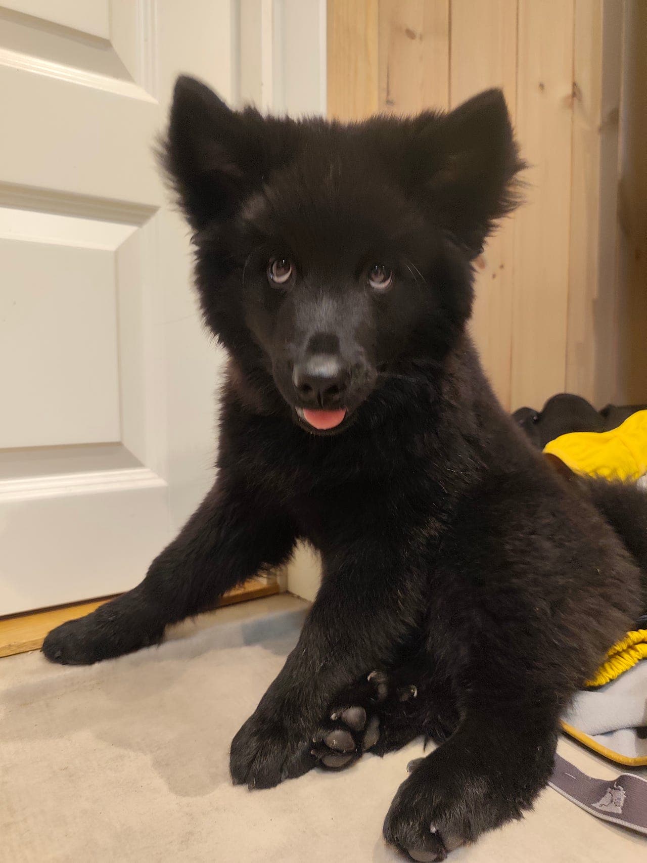 Hannhund valp svensk lapphund