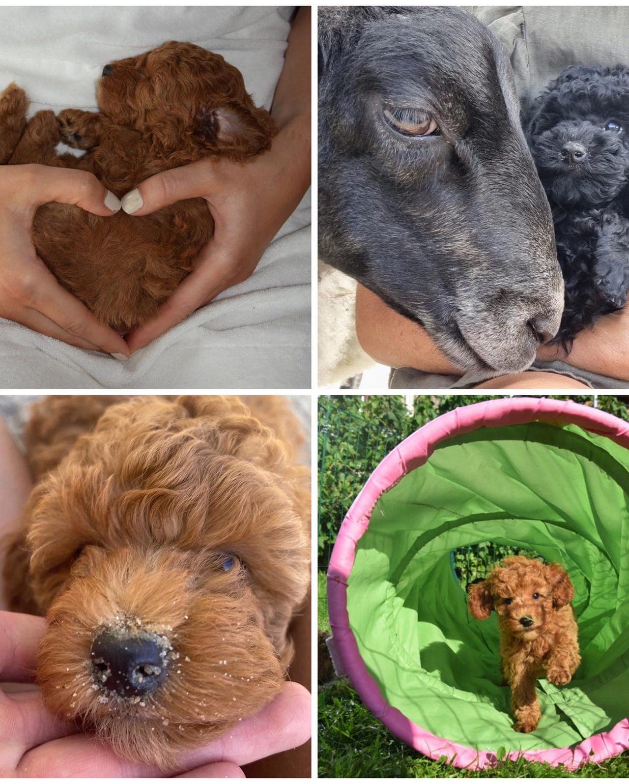 Vi venter NKK registrerte  sorte eller røde dverg/toy puddelvalper