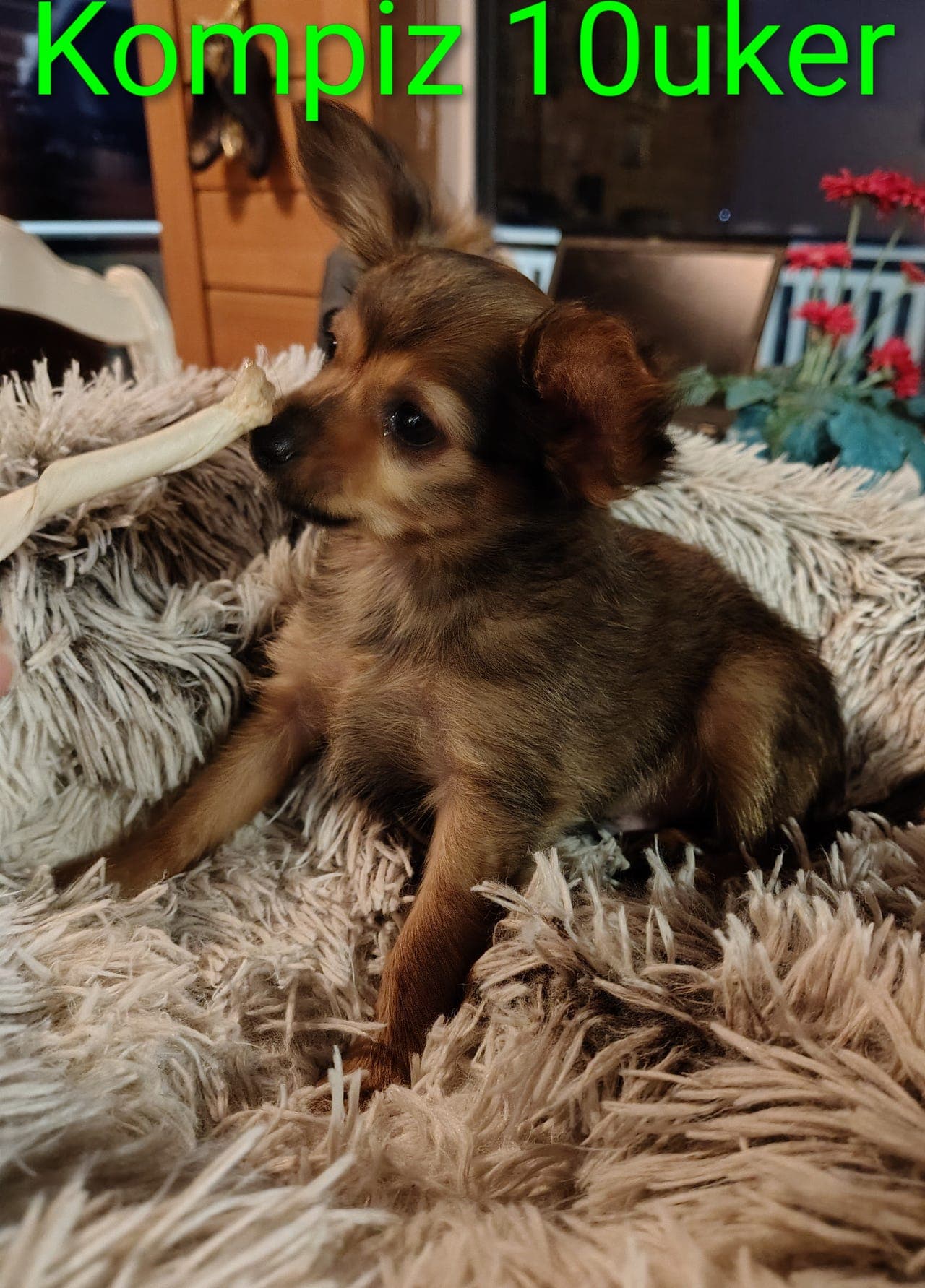 Nydelige SMÅ Russian Toy valper. Klar for levering.