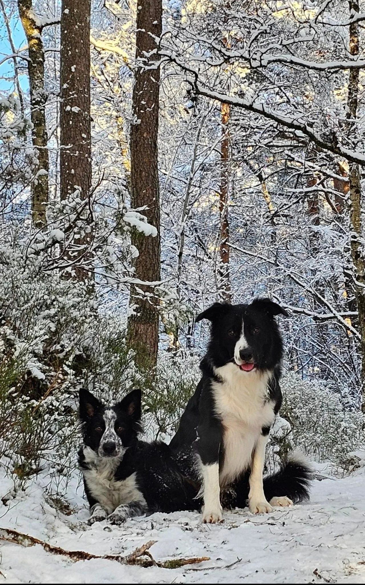 Nyfødte Border Collie valper