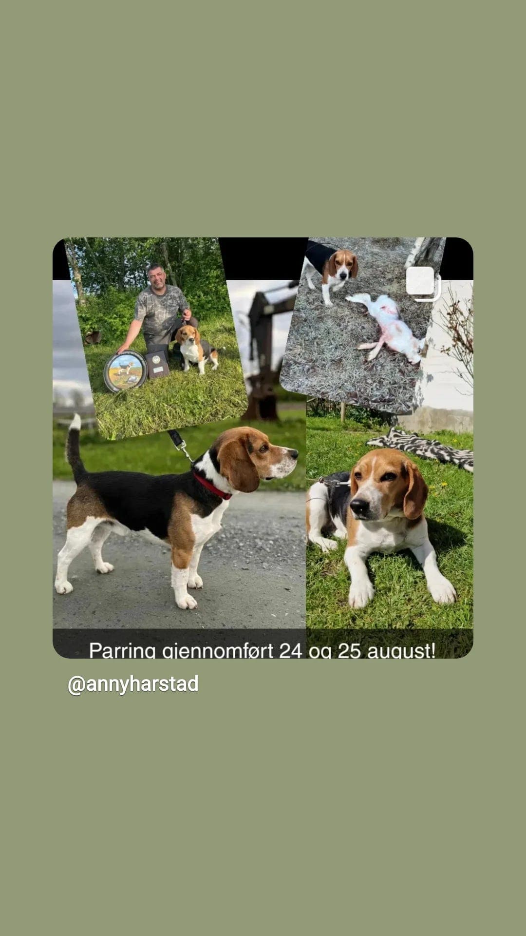 Beagle valper selges til jakt interesserte