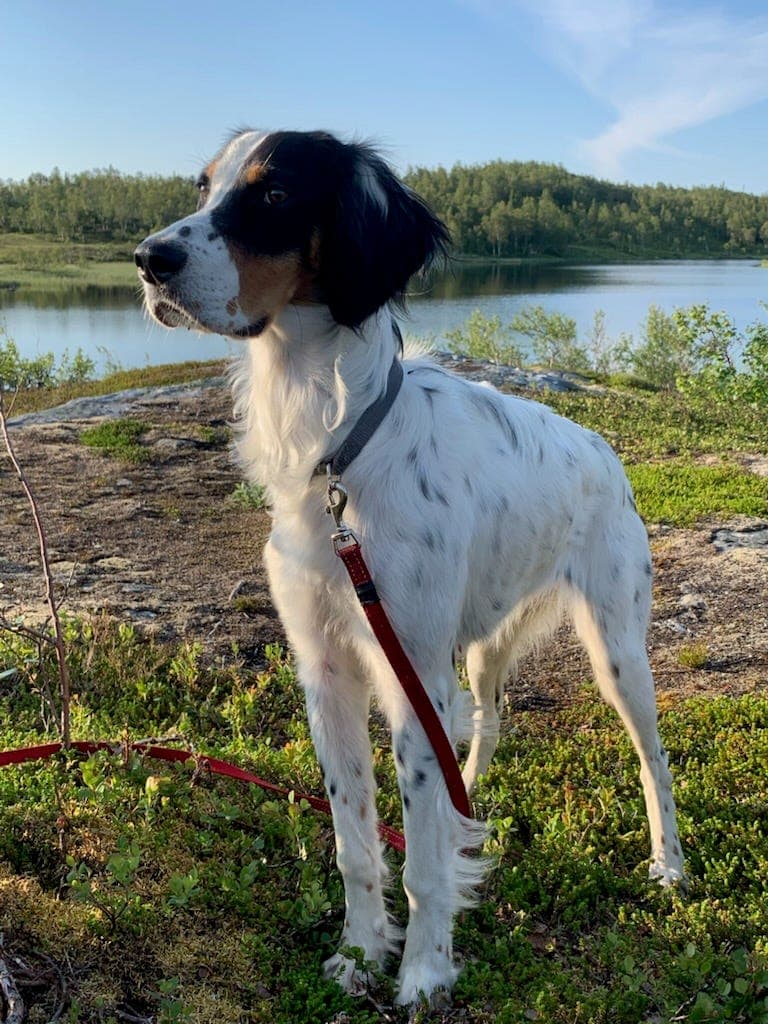 ENGELSK SETTERVALPER VENTES – HJALLABAKKEN’S KRATT × LÅGVASSFJELLET’S TYRA