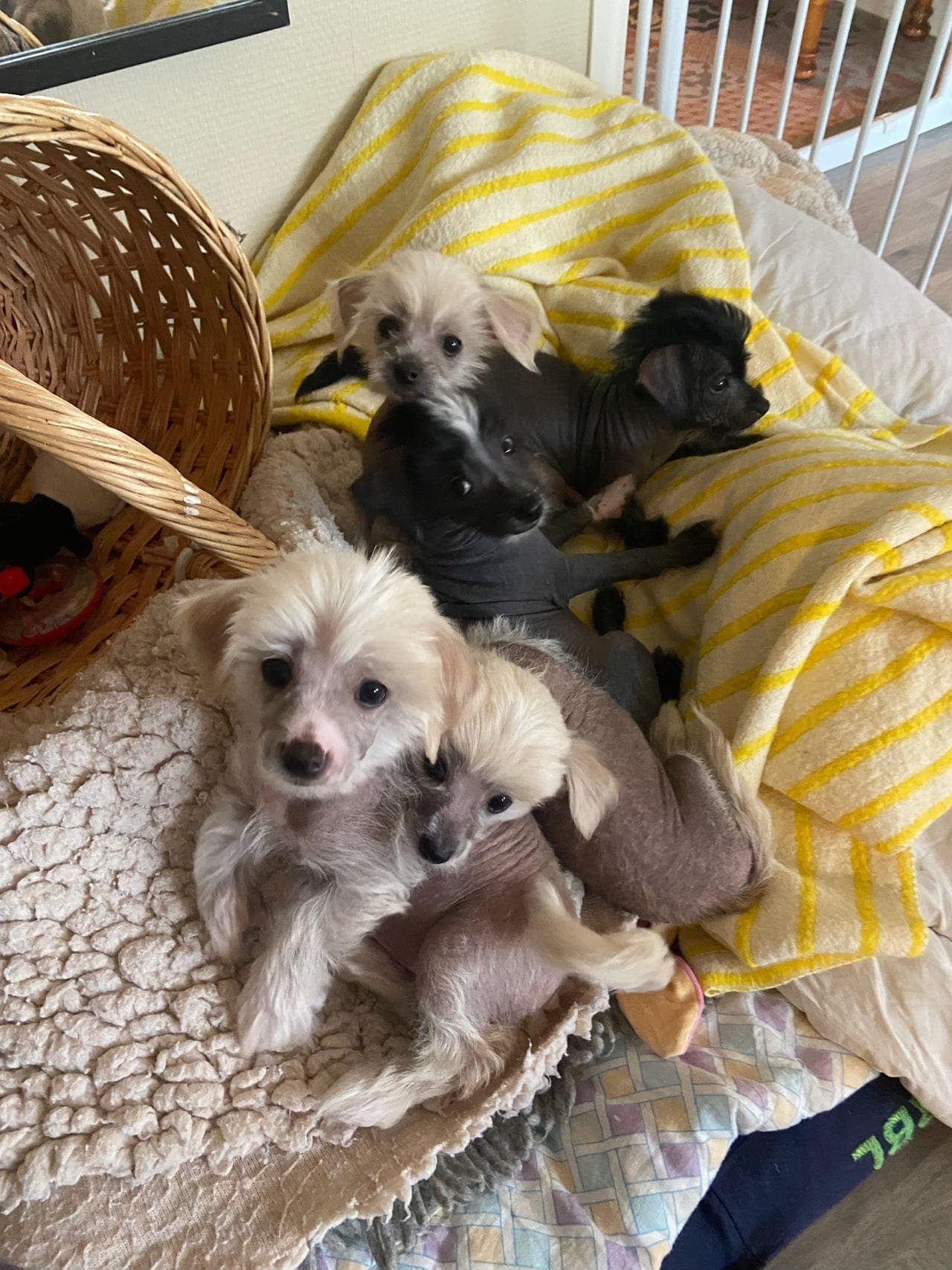 Små søte hvalper til salgs