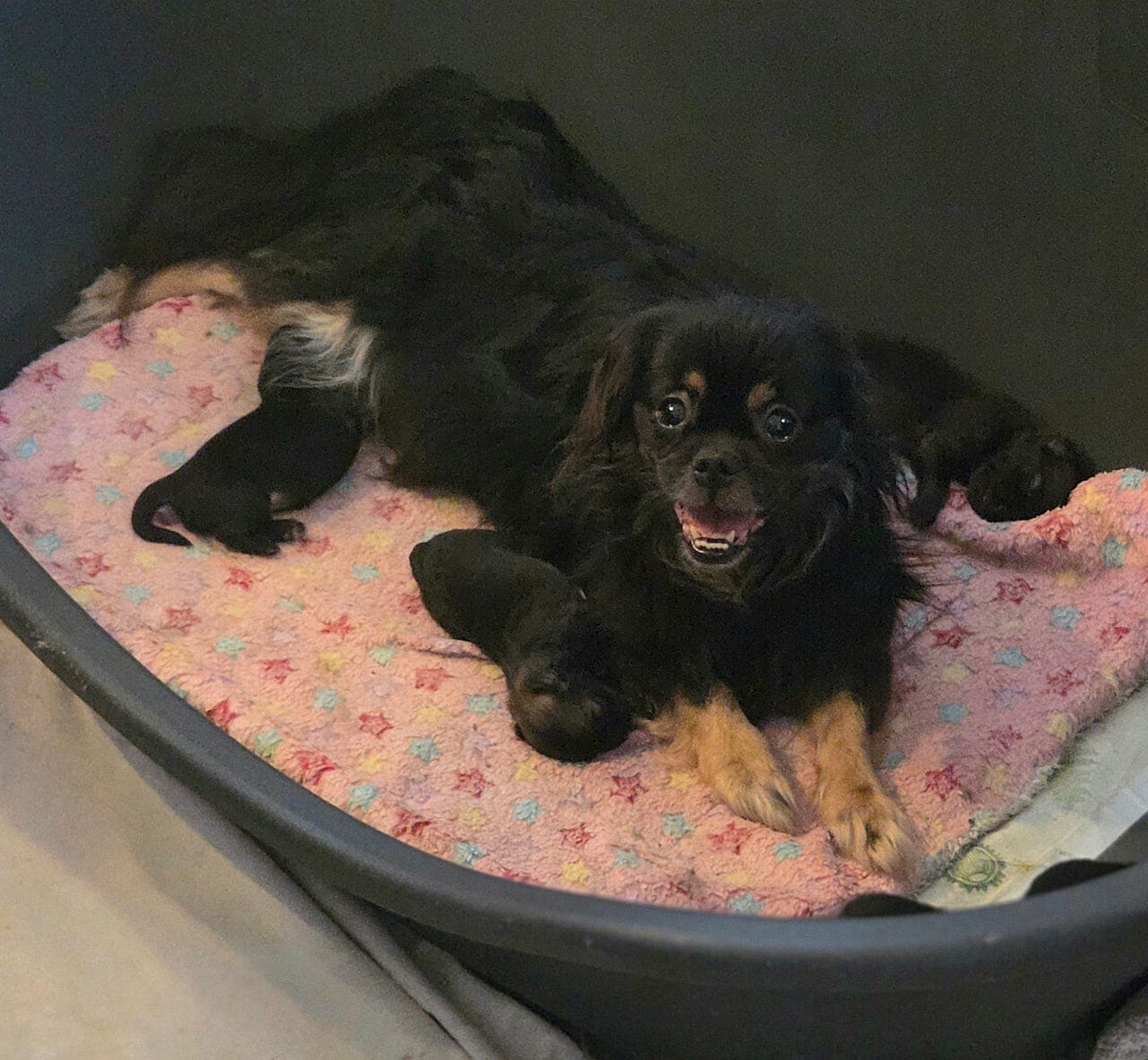 Tibetansk spaniel valper