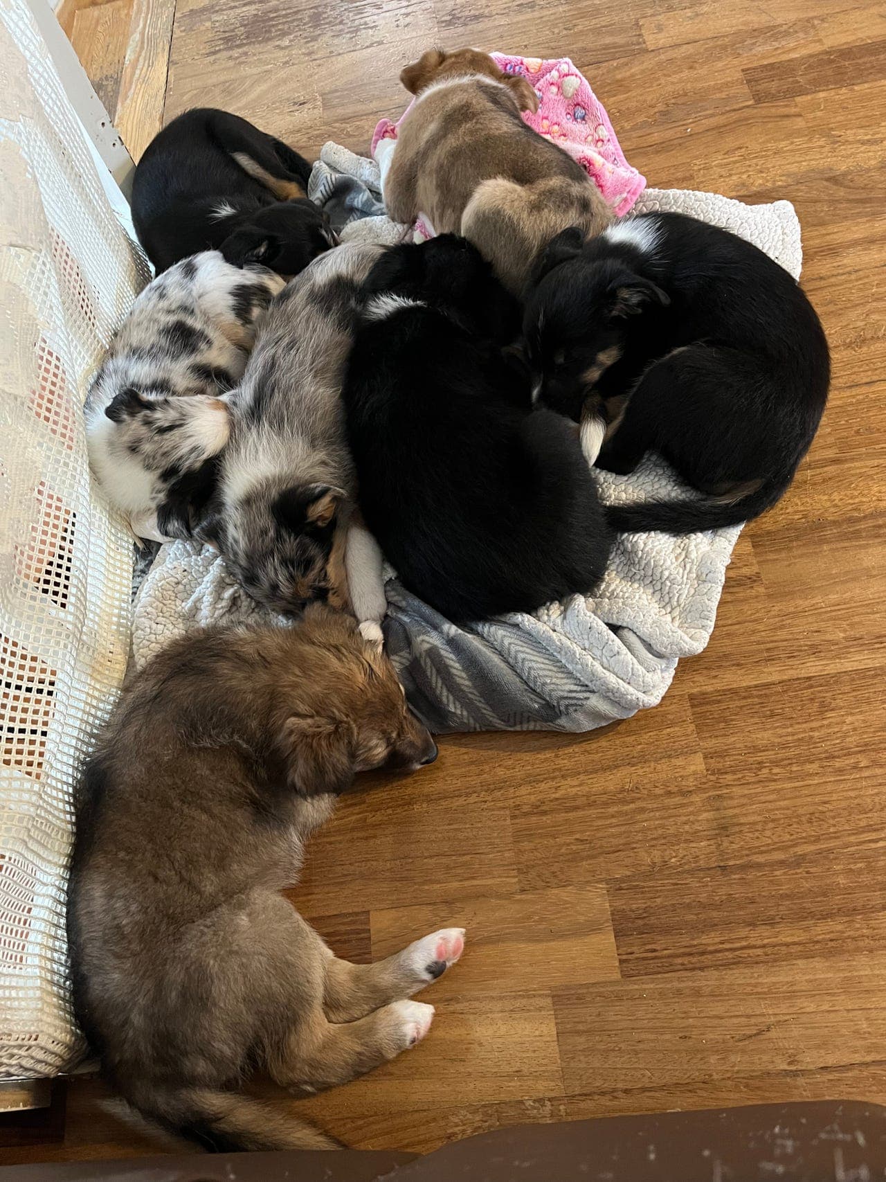 Border collie valper selges