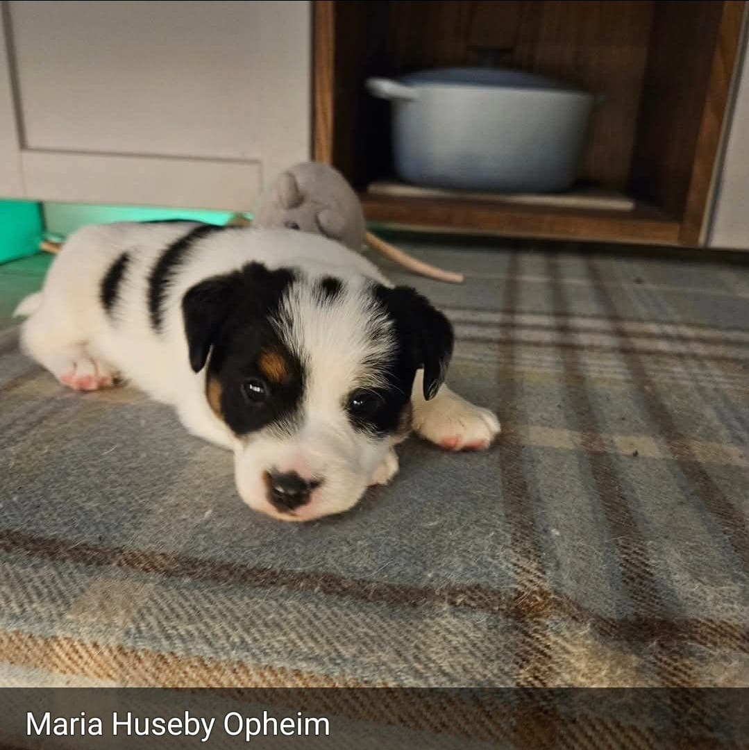 Trivelig   nkk registrert  jrt  valper fra erfaren  oppdretter.