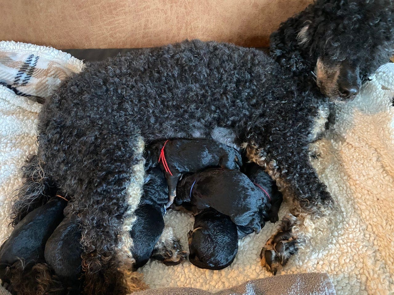 Mellompuddel  Black&Tan-valper. Bringebærbakkens kennel Bergen