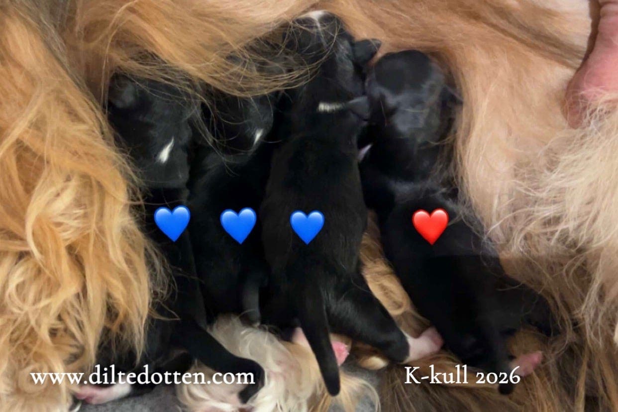 Bichon Havanais valper