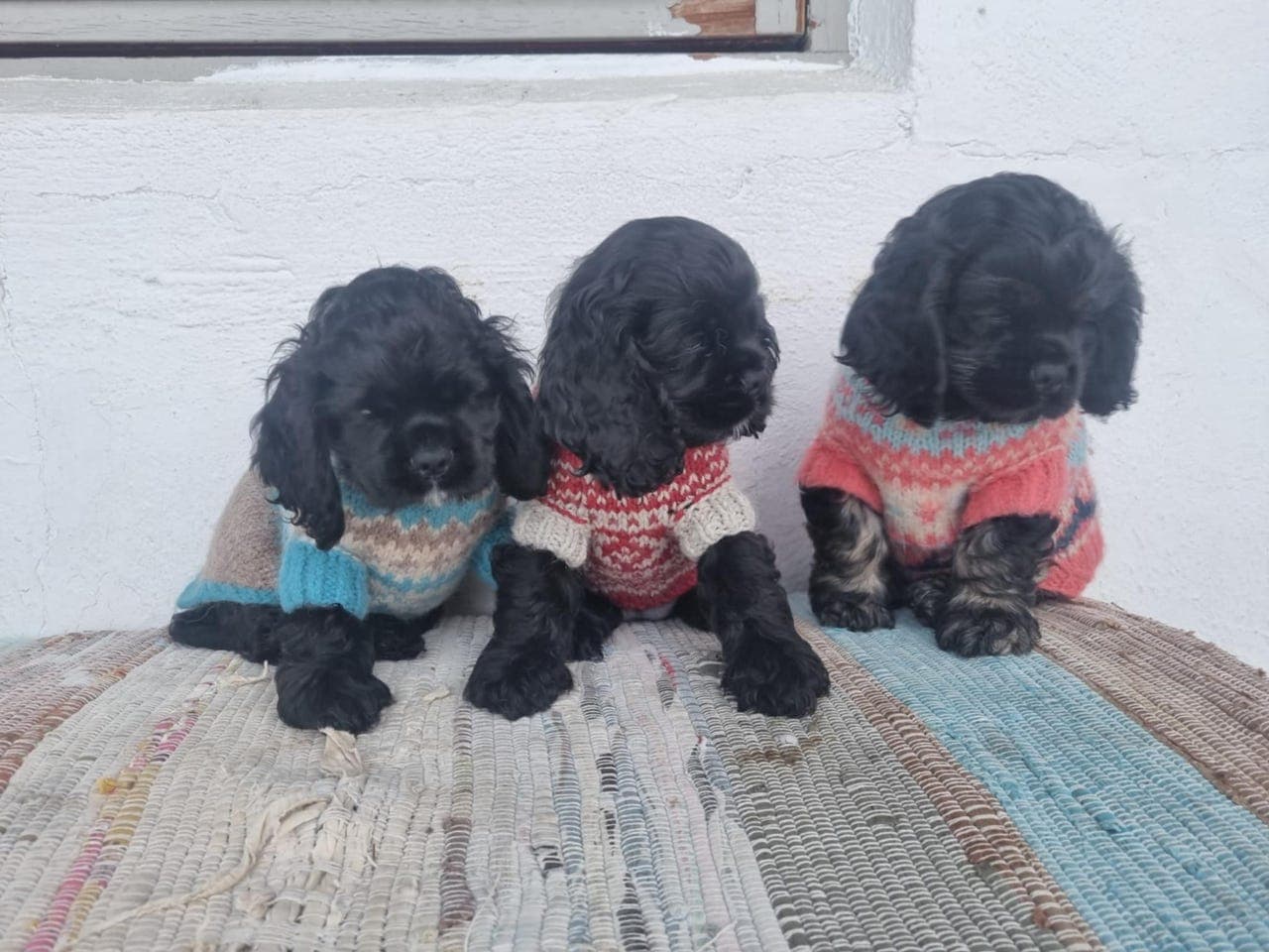 Amerikansk cocker spaniel