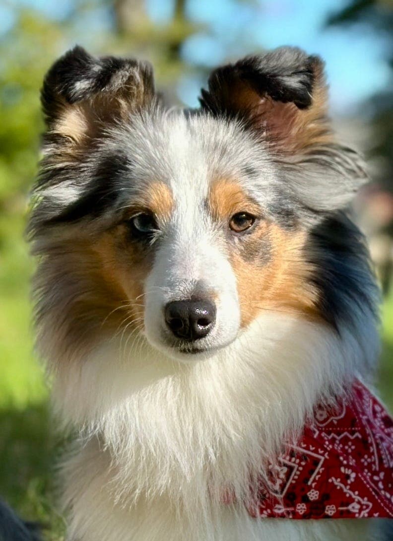 Kennel Xotic Charm  valper født