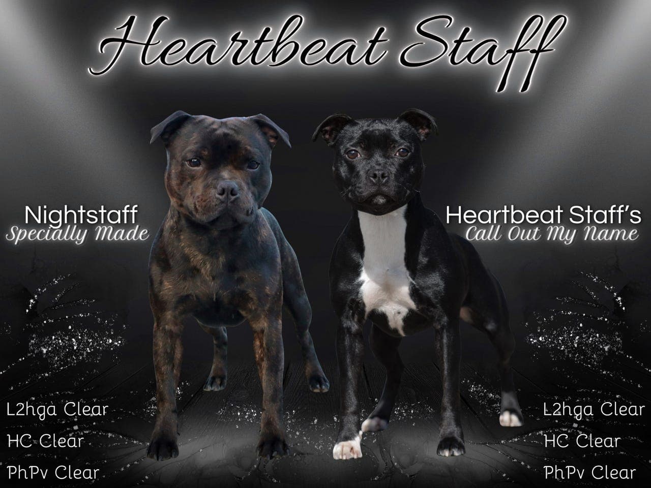 Staffordshire Bull Terrier Valp Hannhund