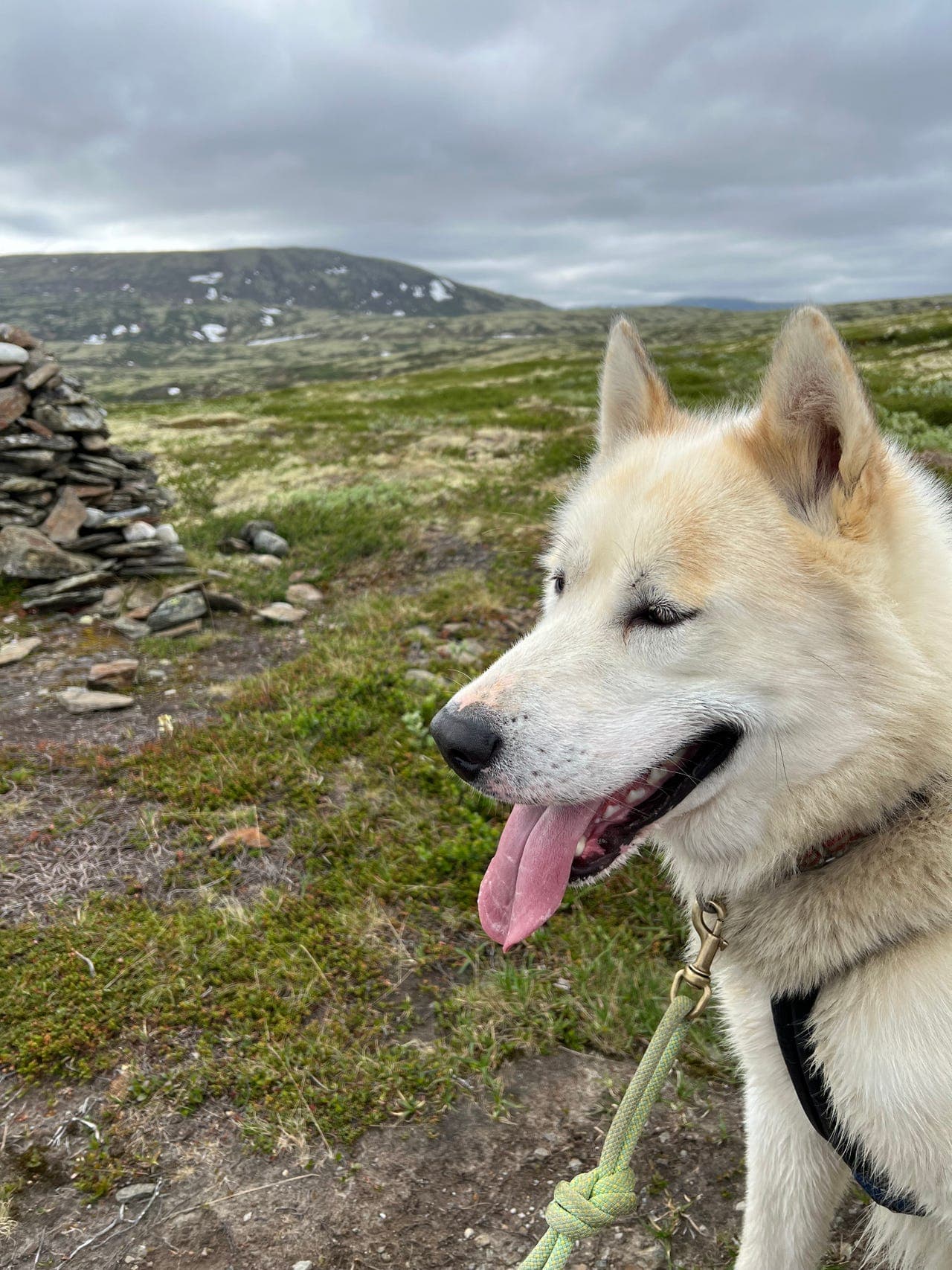 Snill og kraftfull grønlandshund