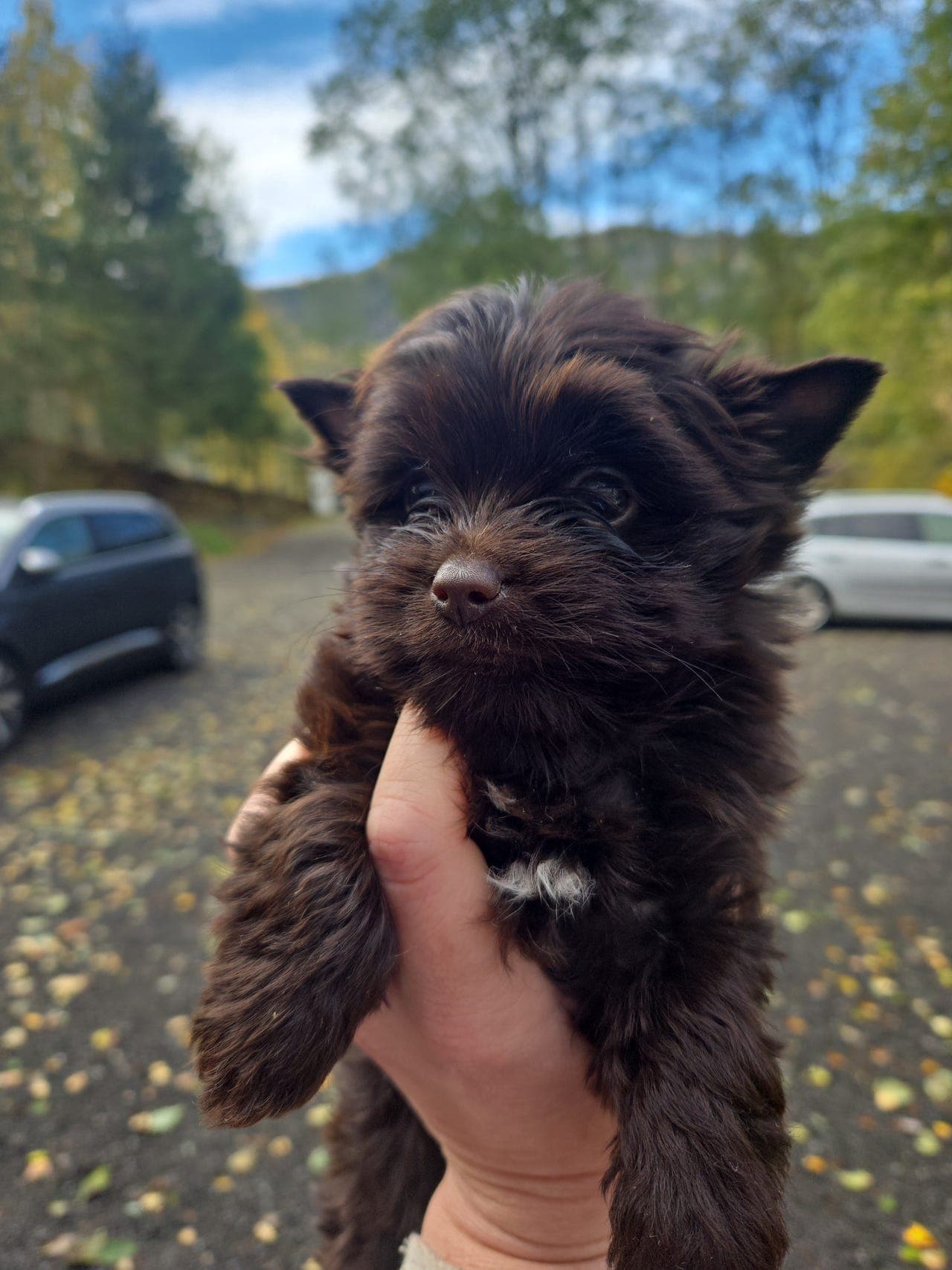 Chocolate yorkshire terrier MINI  reservert