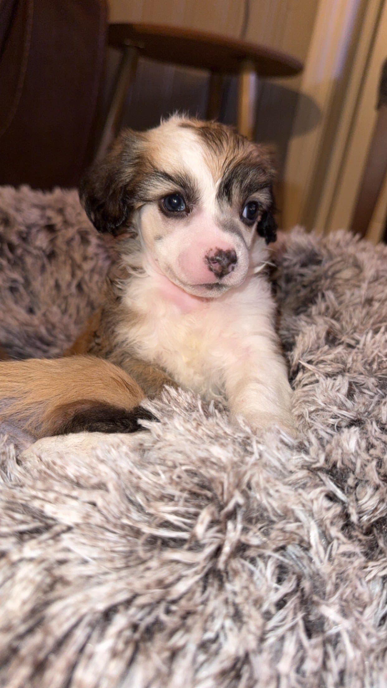 Nydelige Chinese crested valper