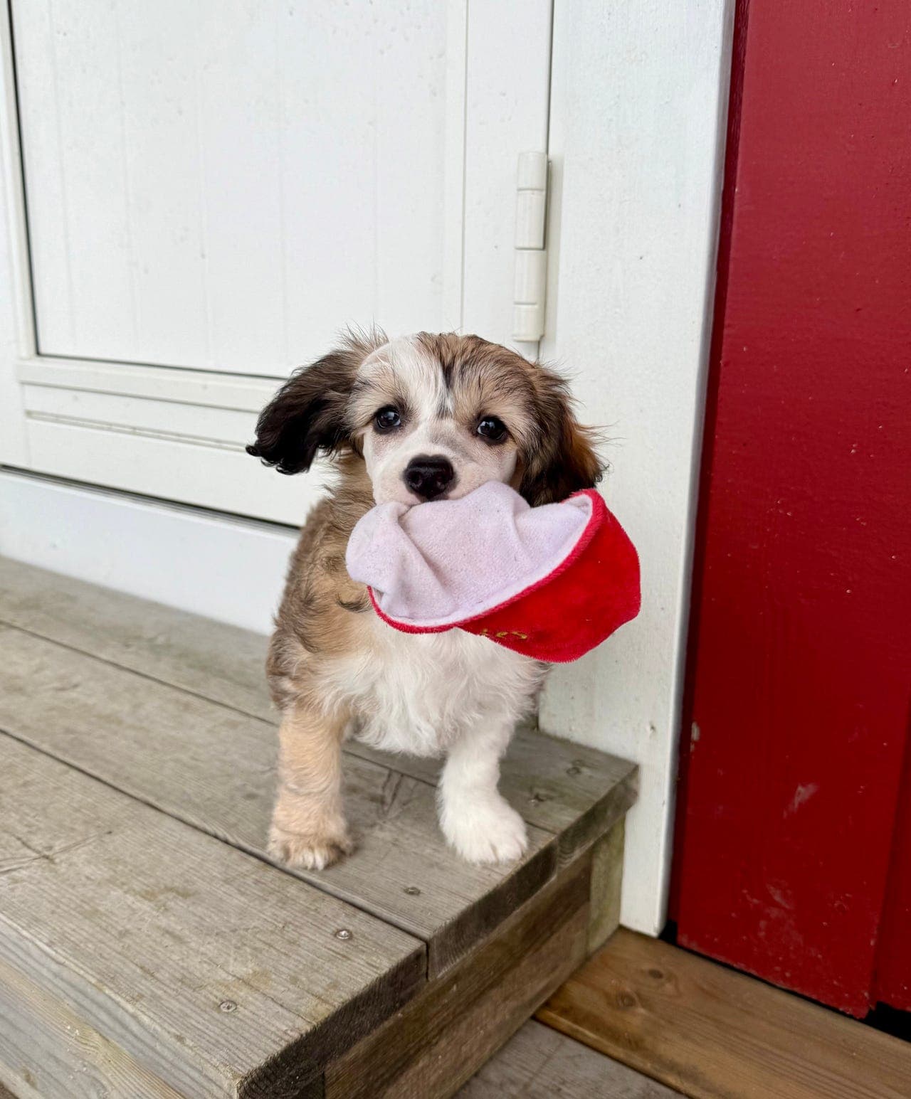 Kun 1 valp igjen! Nydelig puffgutt for salg 🎊