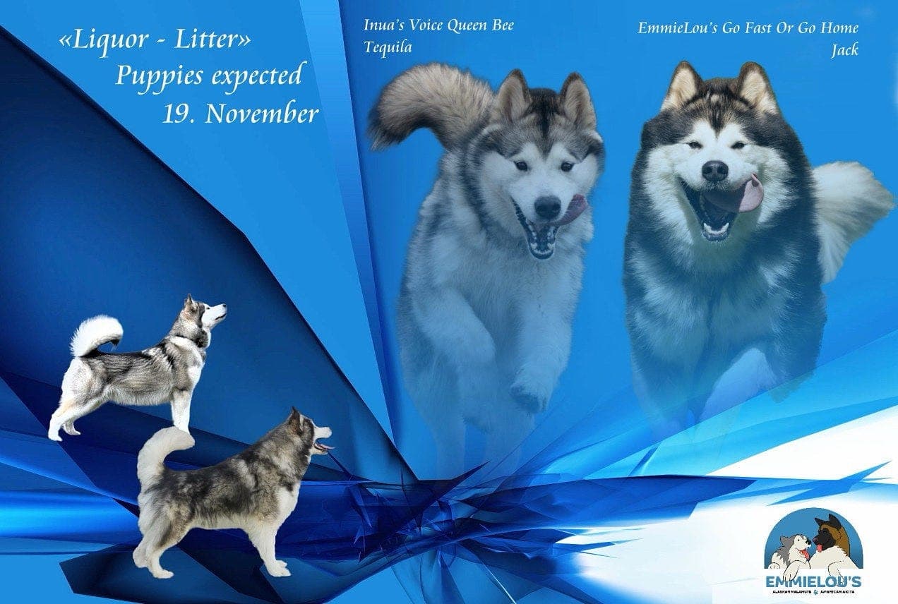 Alaskan Malamute valper ventes