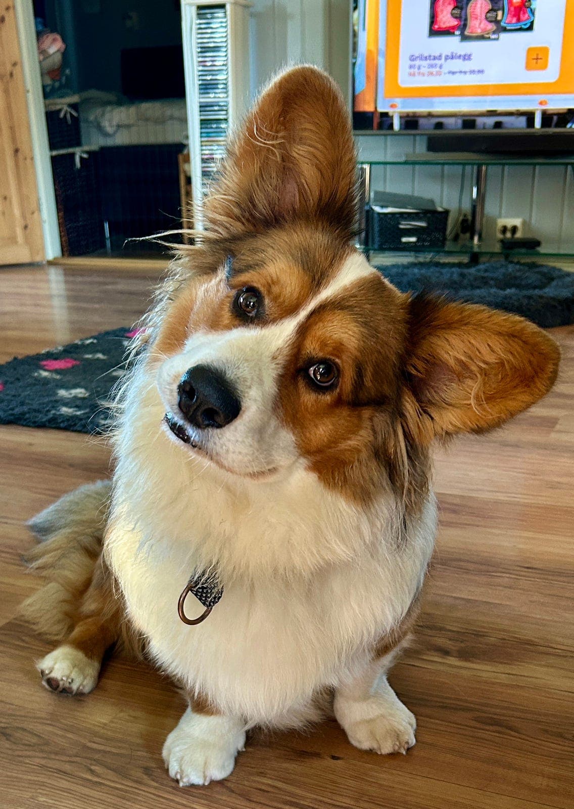 Welsh Corgi Cardigan selges