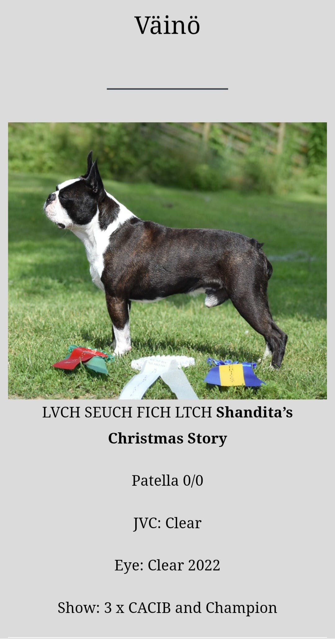 Boston Terrier valper