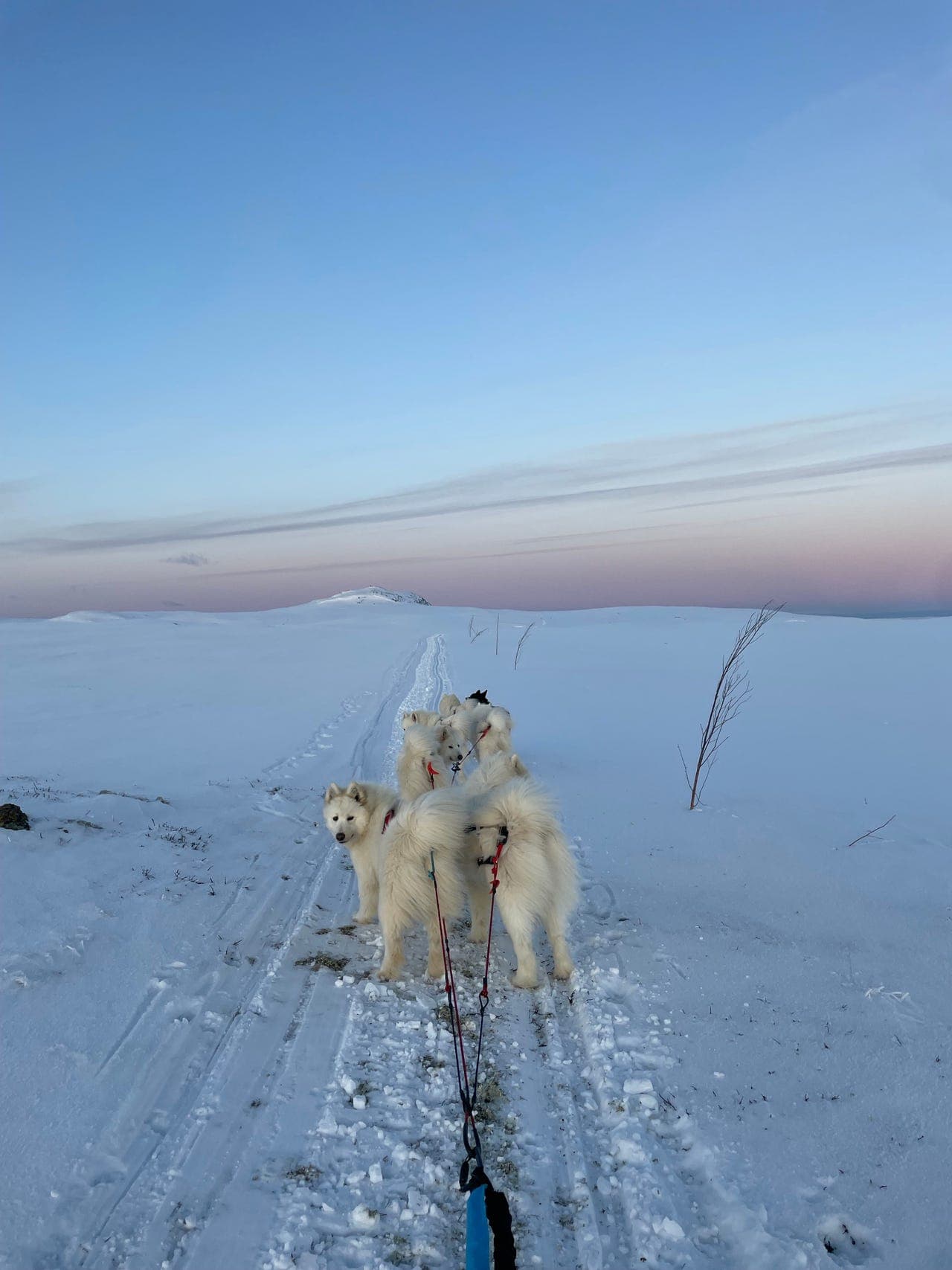 Aktiv samojedhann til salgs