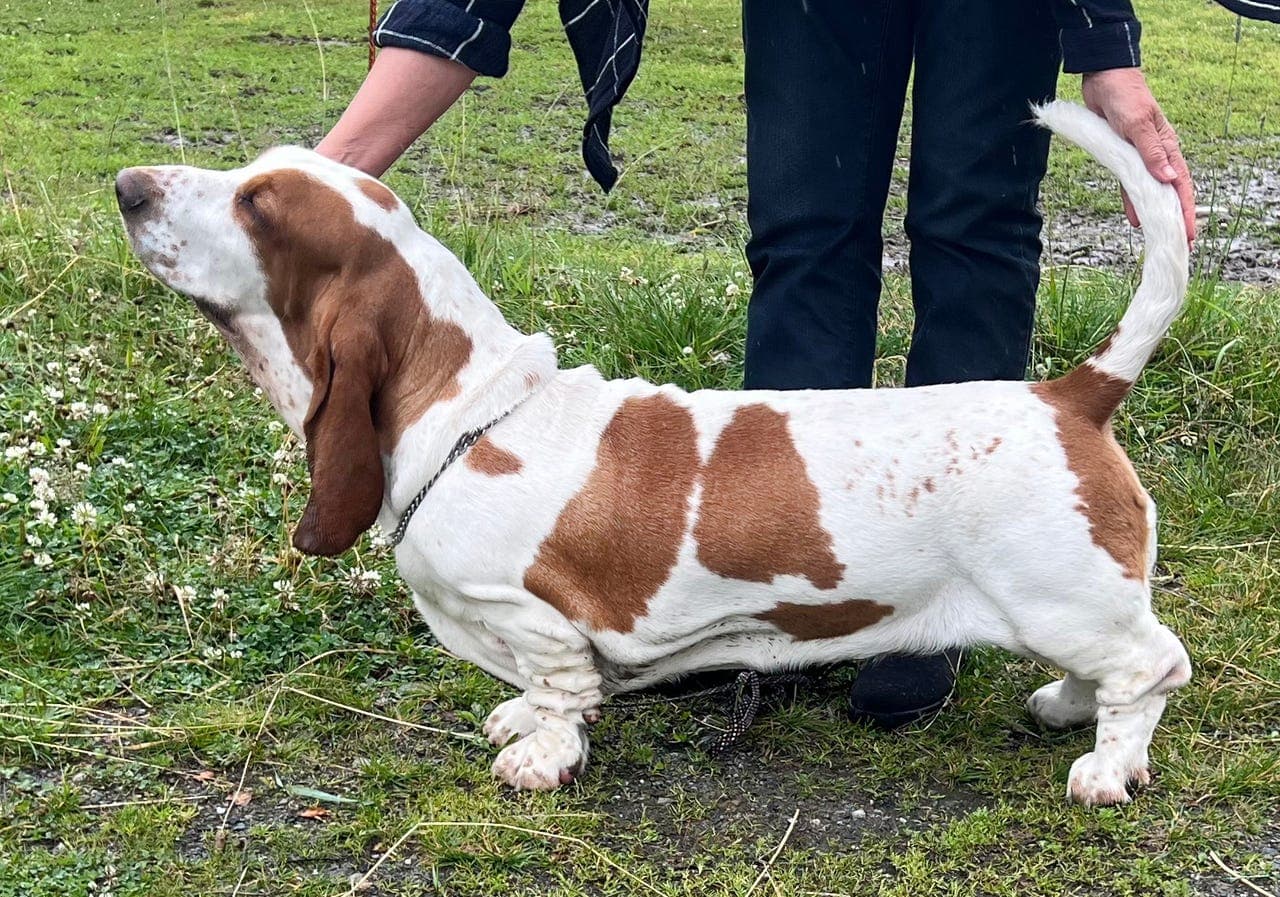 Basset Hound valper tilsalgs