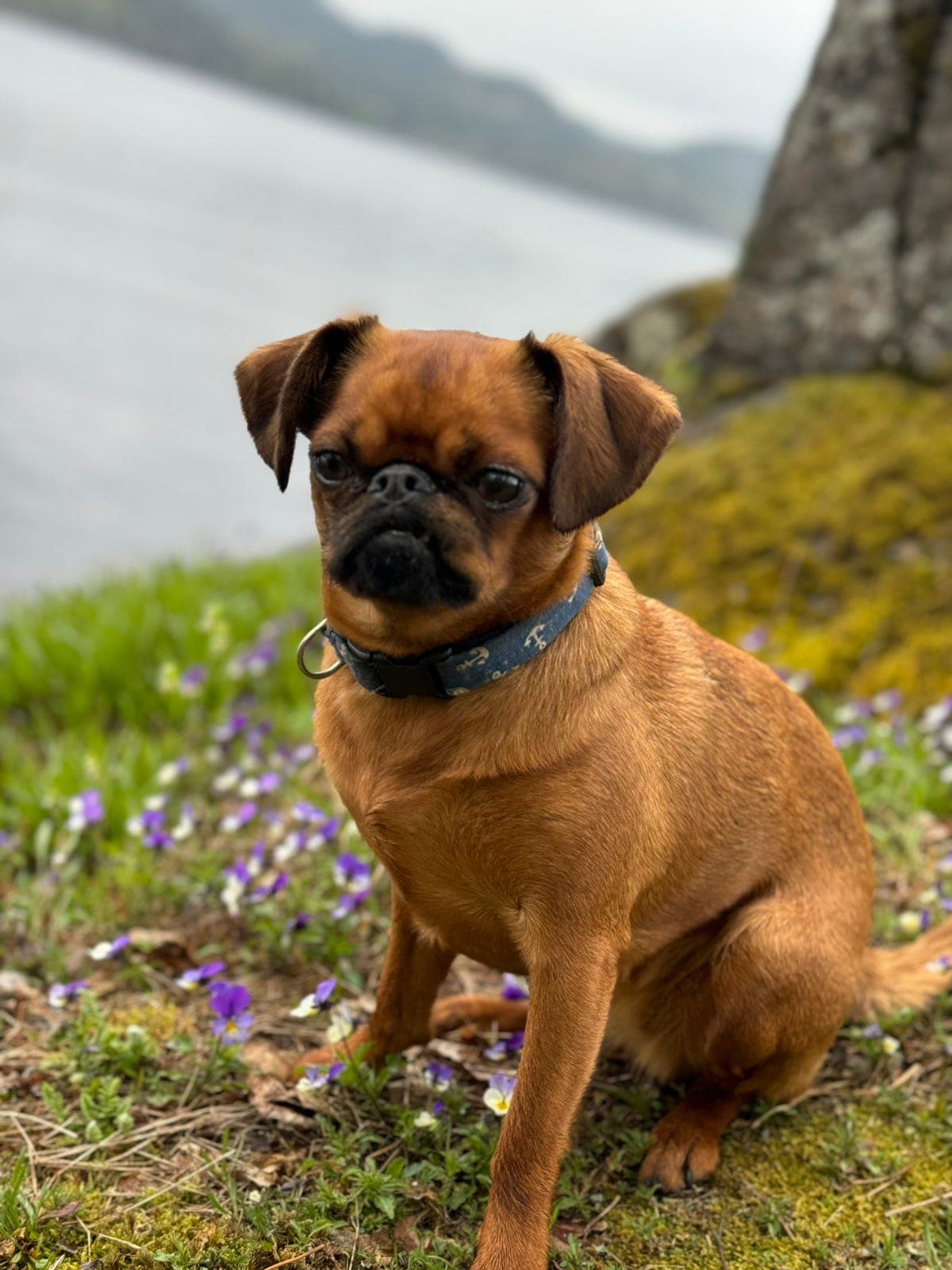 Petit brabancon valper ventes i oktober